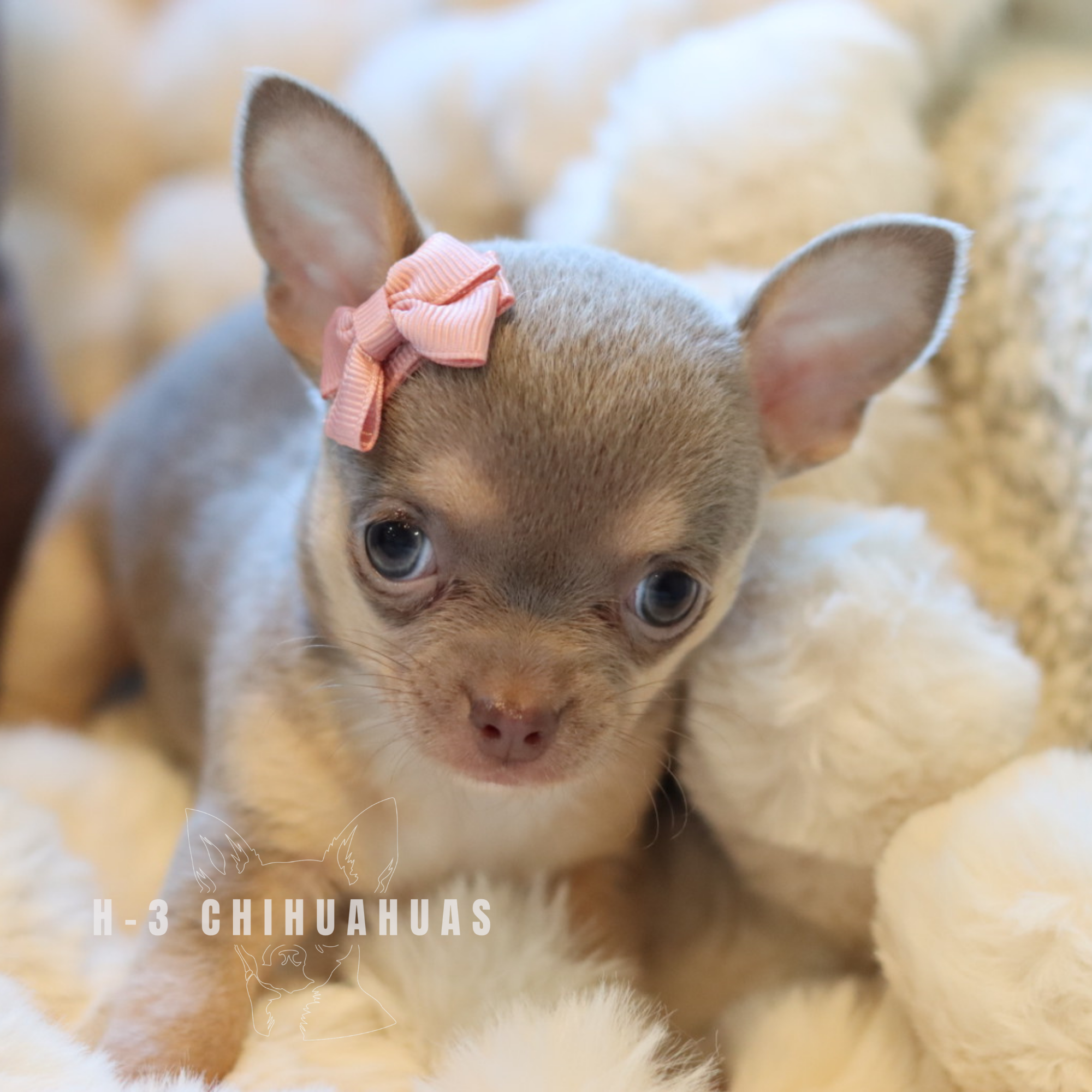 HARLOW (RESERVED )