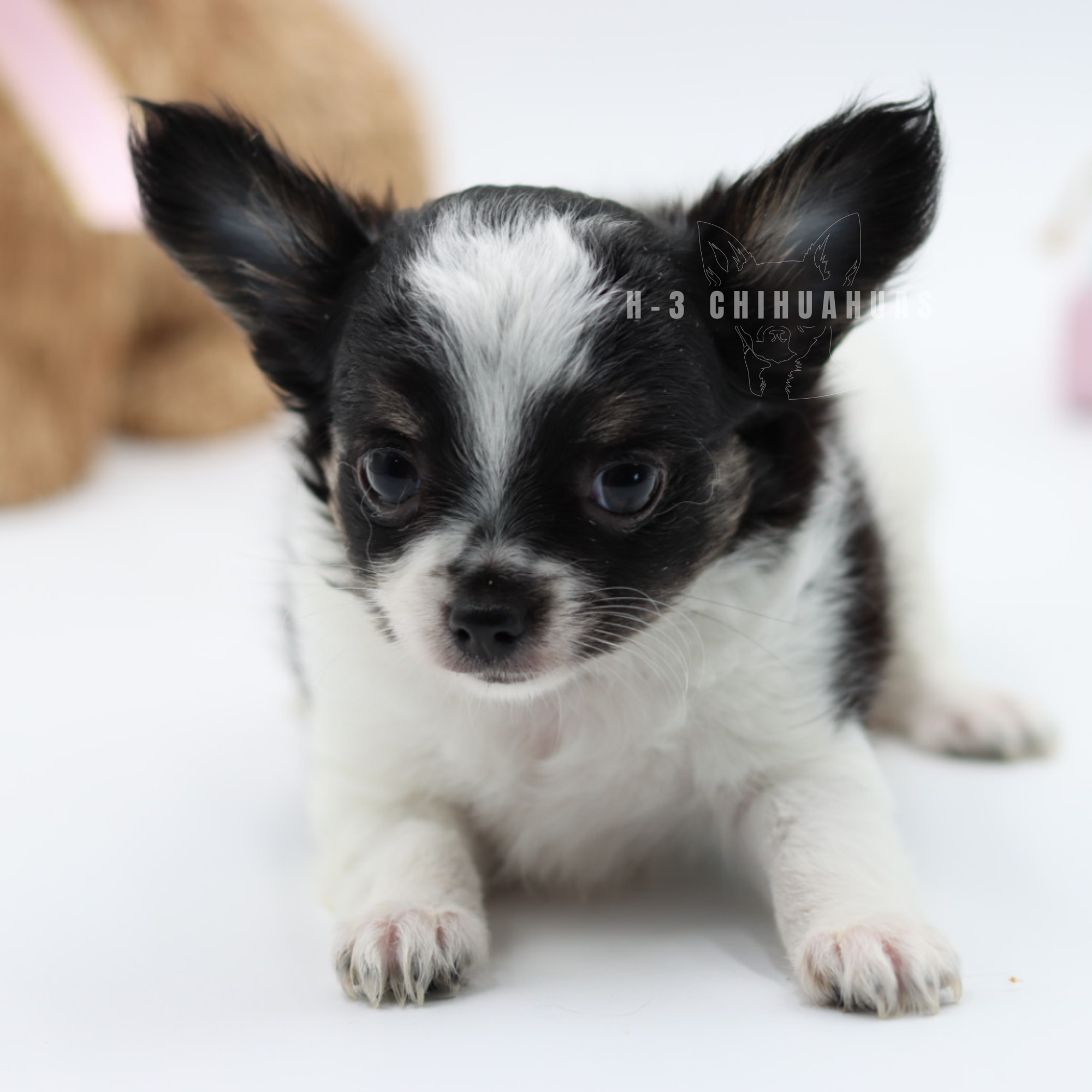 DAHLYLA (RESERVED)