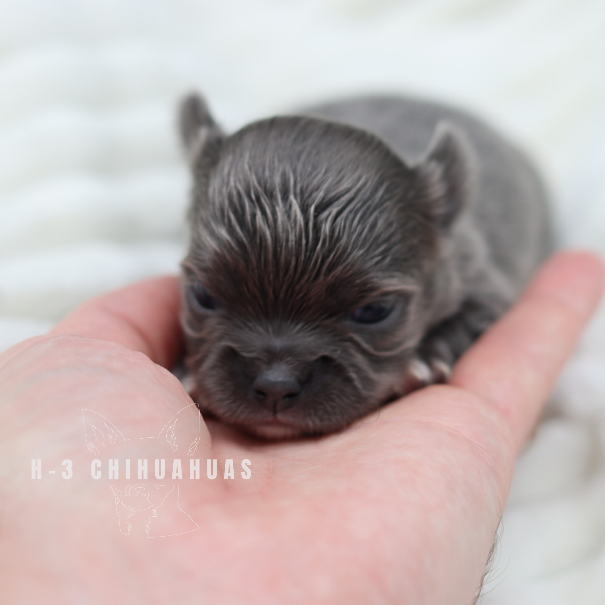 PETUNIA (RESERVED)