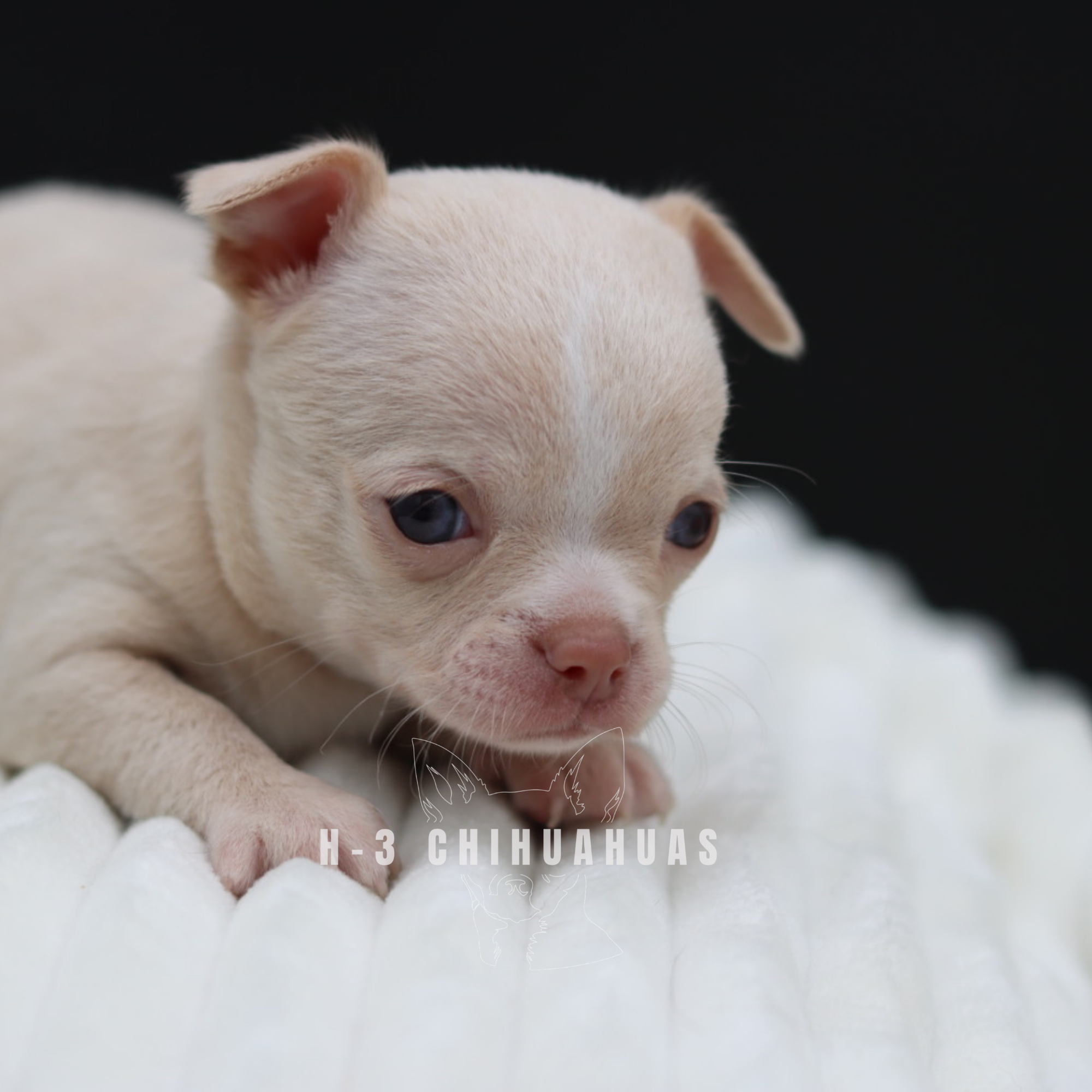 MARGO (RESERVED)