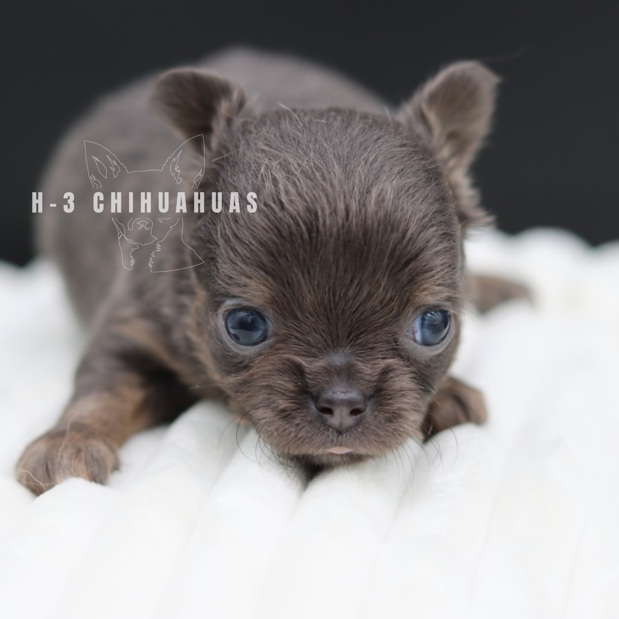 Watermarking - CULLIN - 5_25 (7).png
