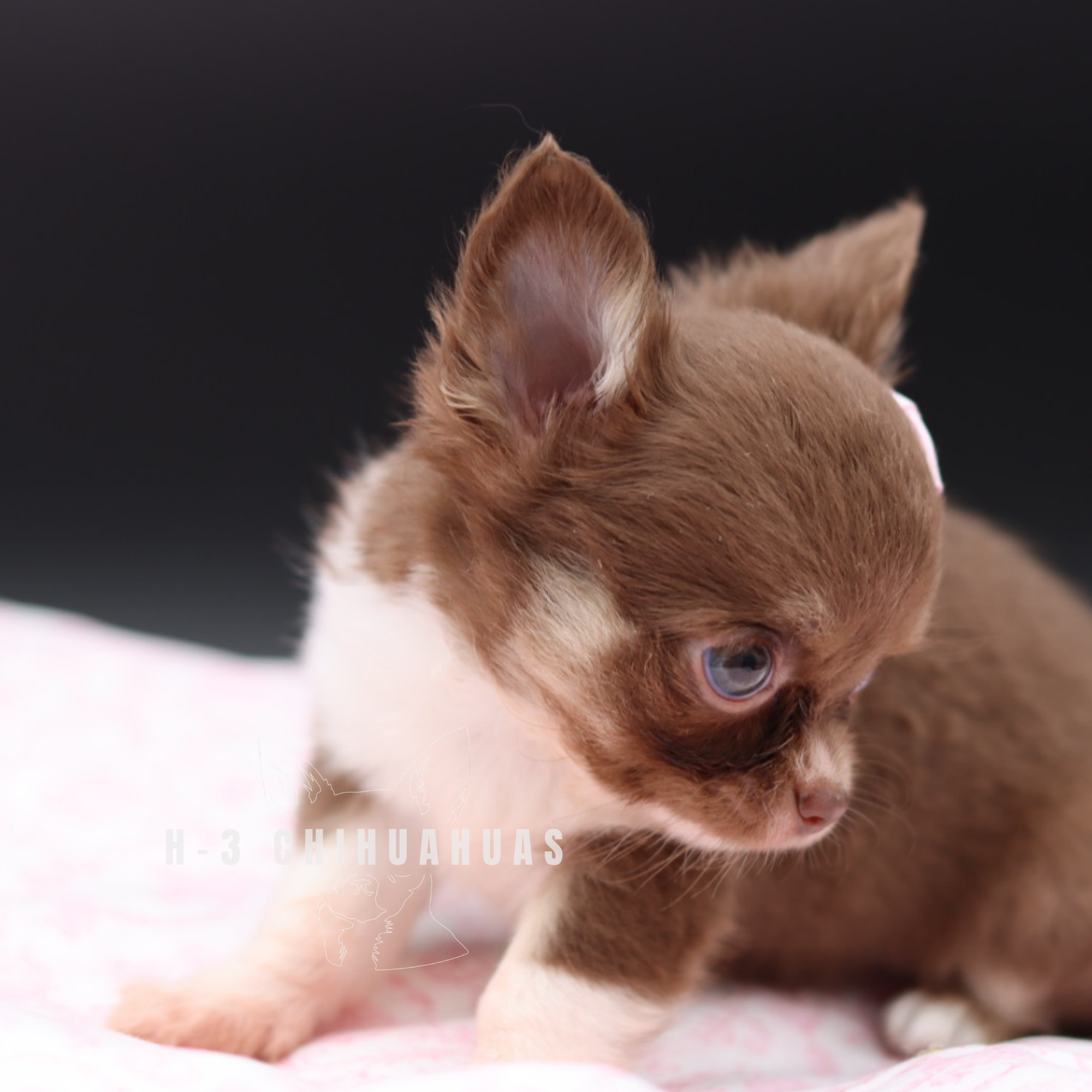 Watermarking - CULLIN - 5_25 (15).png