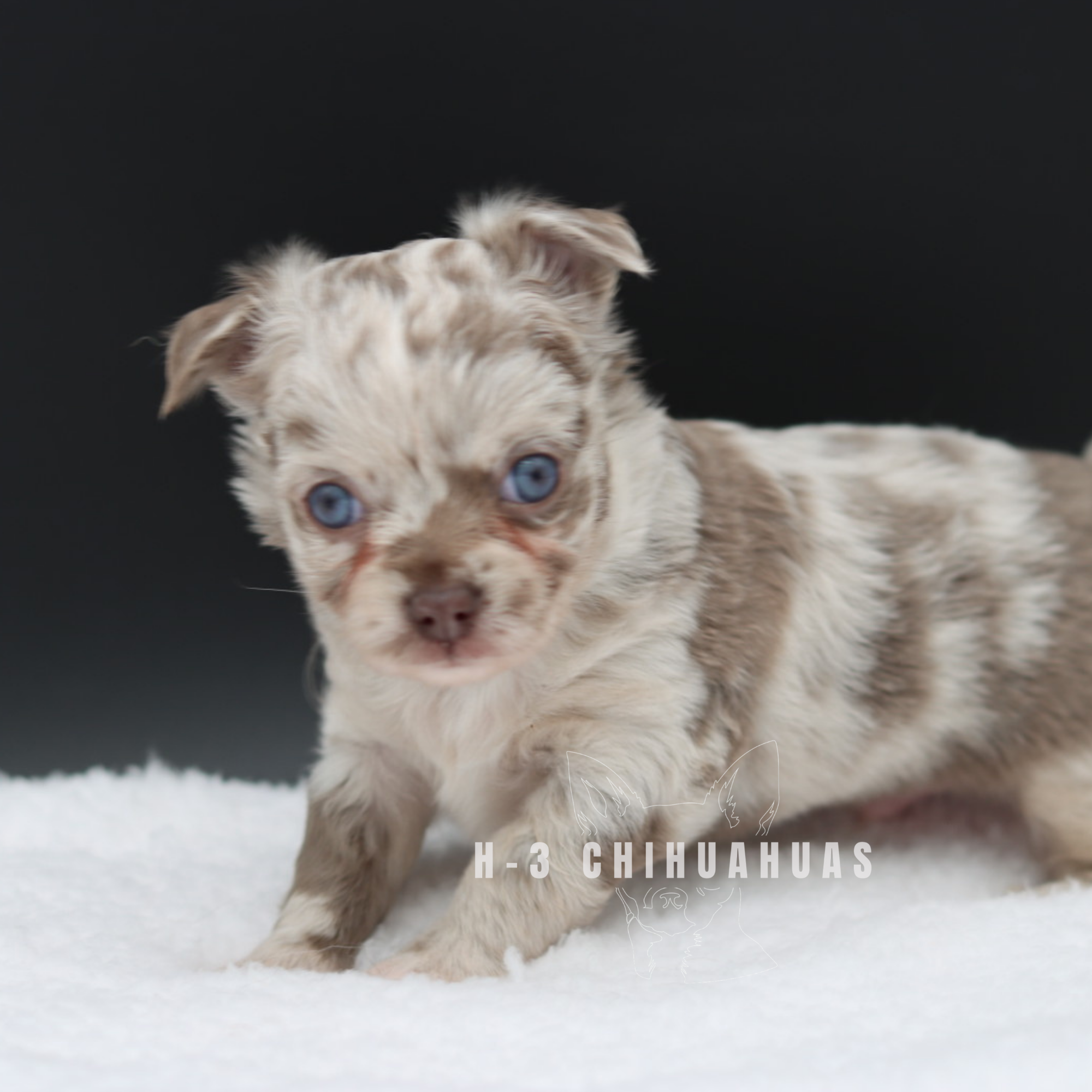 Watermarking - CULLIN - 5_25 (33).png