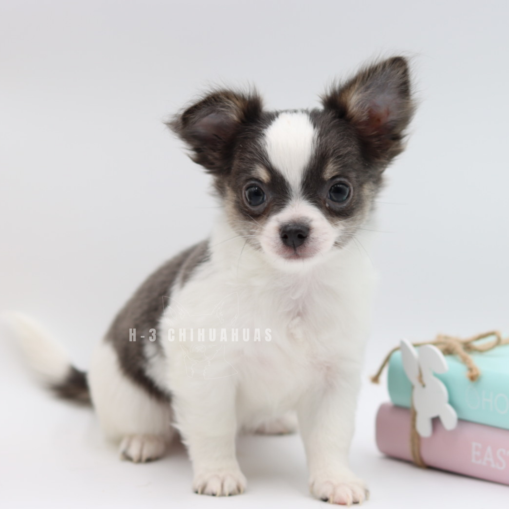 ATLAS (RESERVED)