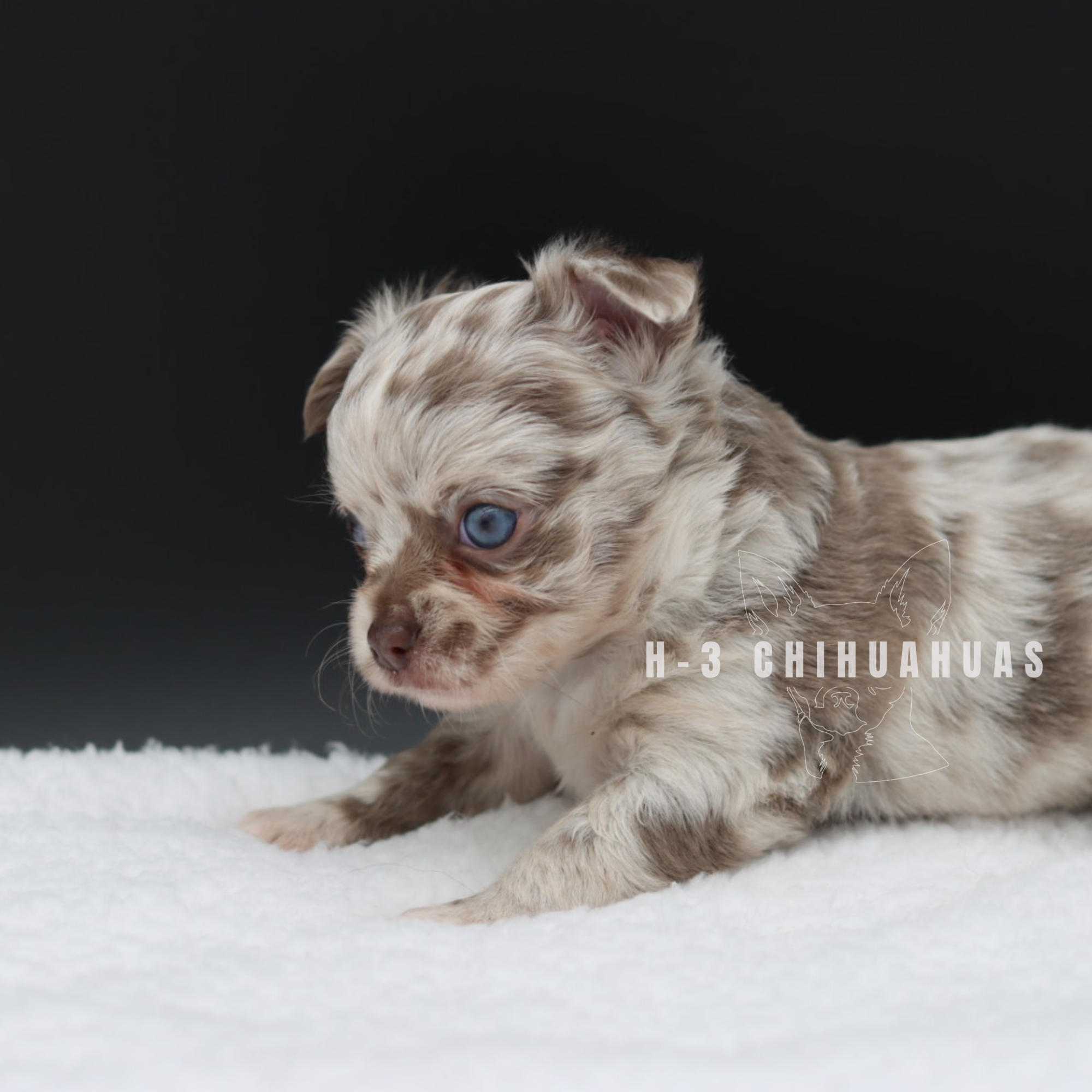 Watermarking - CULLIN - 5_25 (34).png