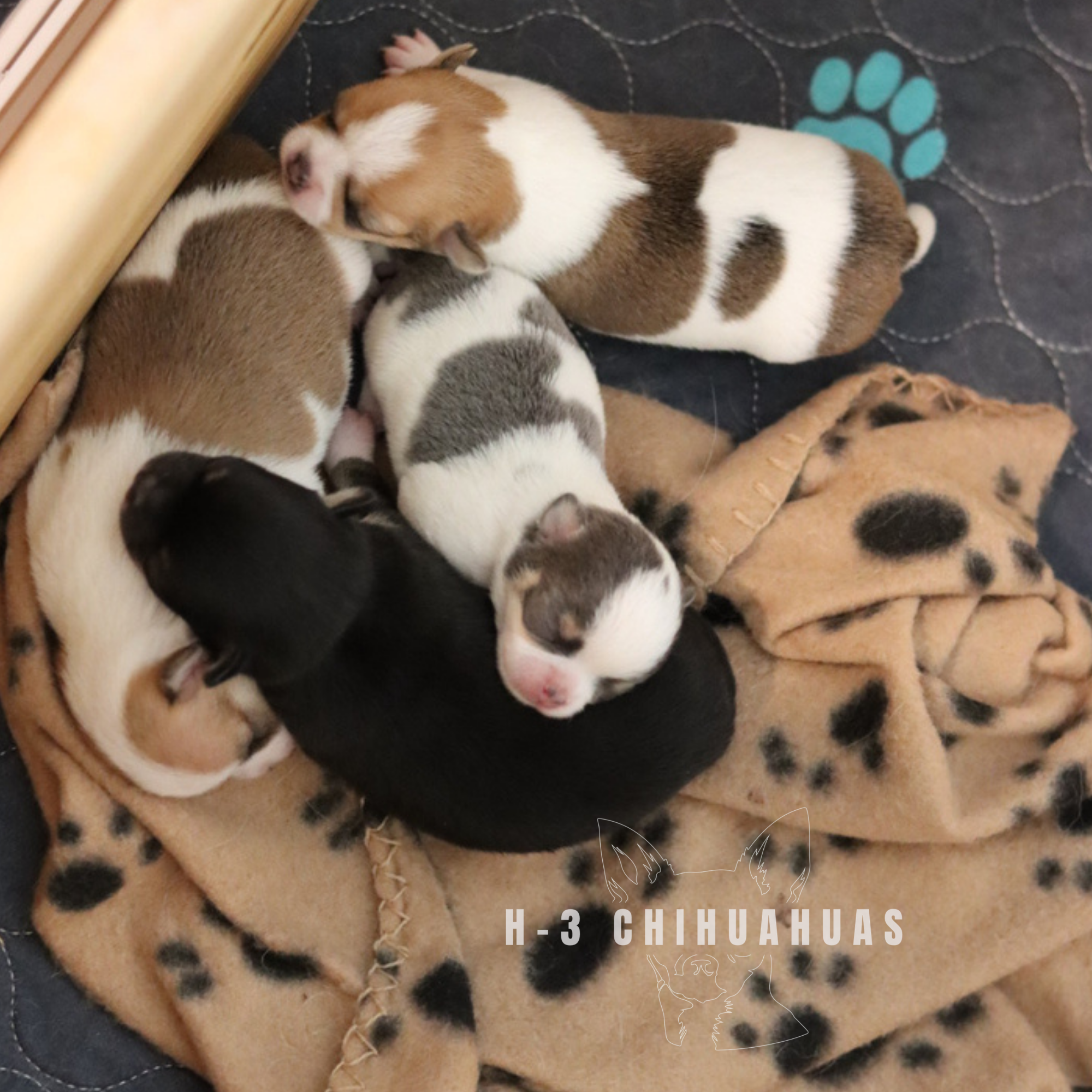 DOJA BABIES NFS