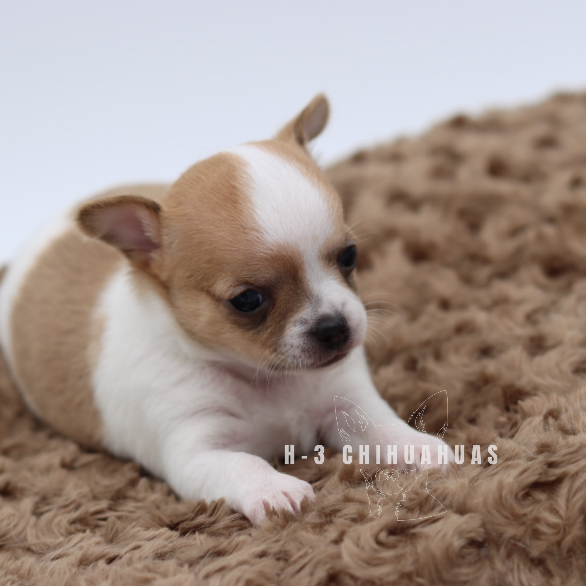 Watermarking - CULLIN - 5_25 (9).png