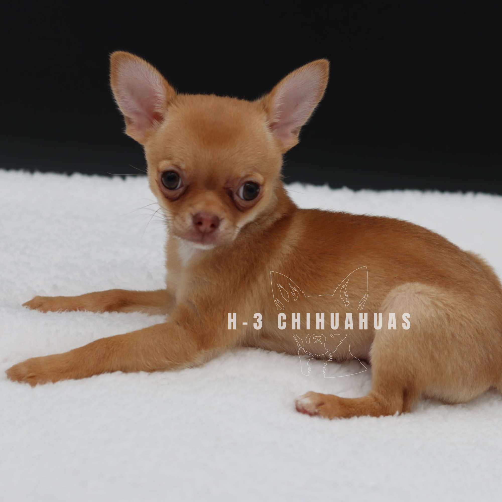 Grant (RESERVED )