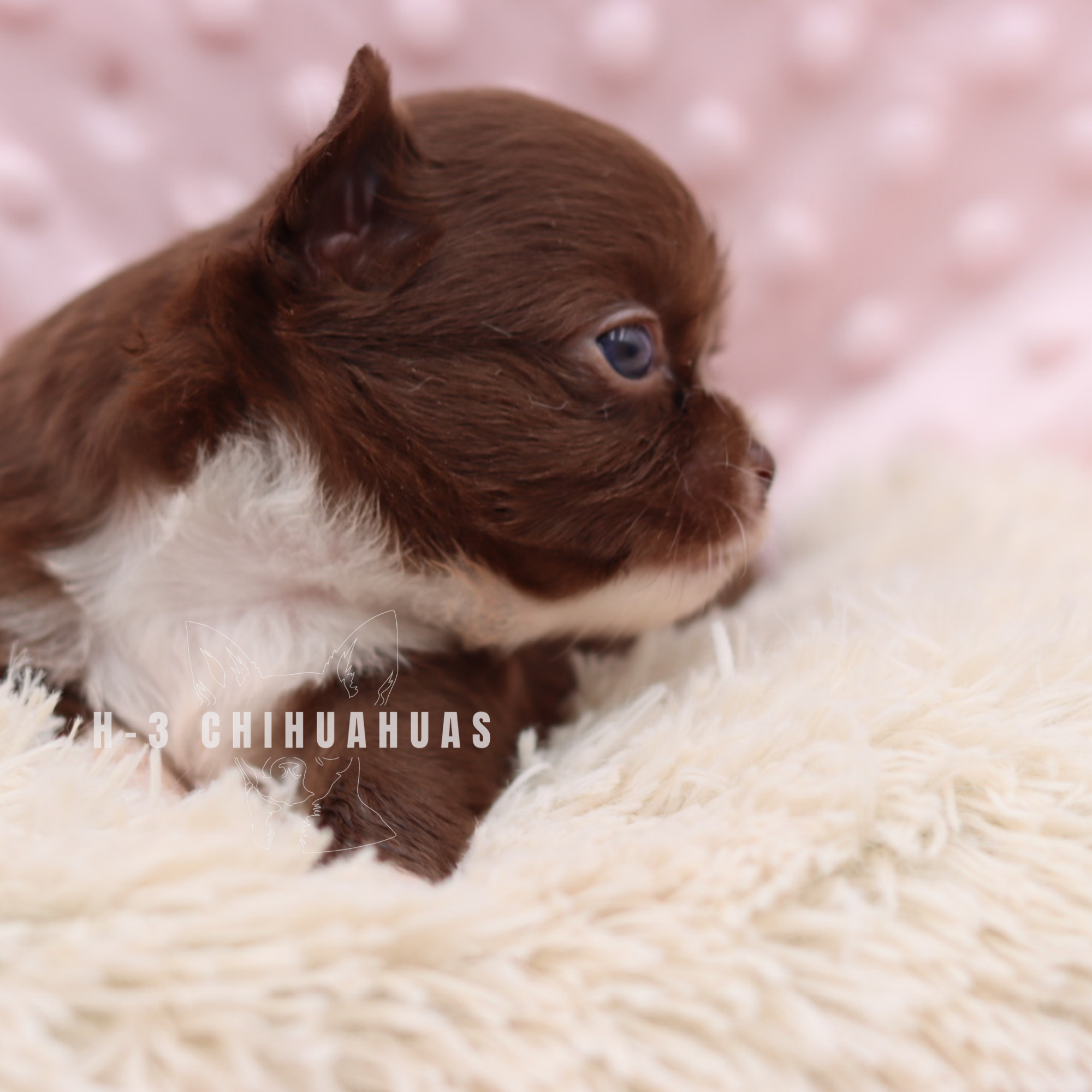 Watermarking - CULLIN - 5_25 (13).png