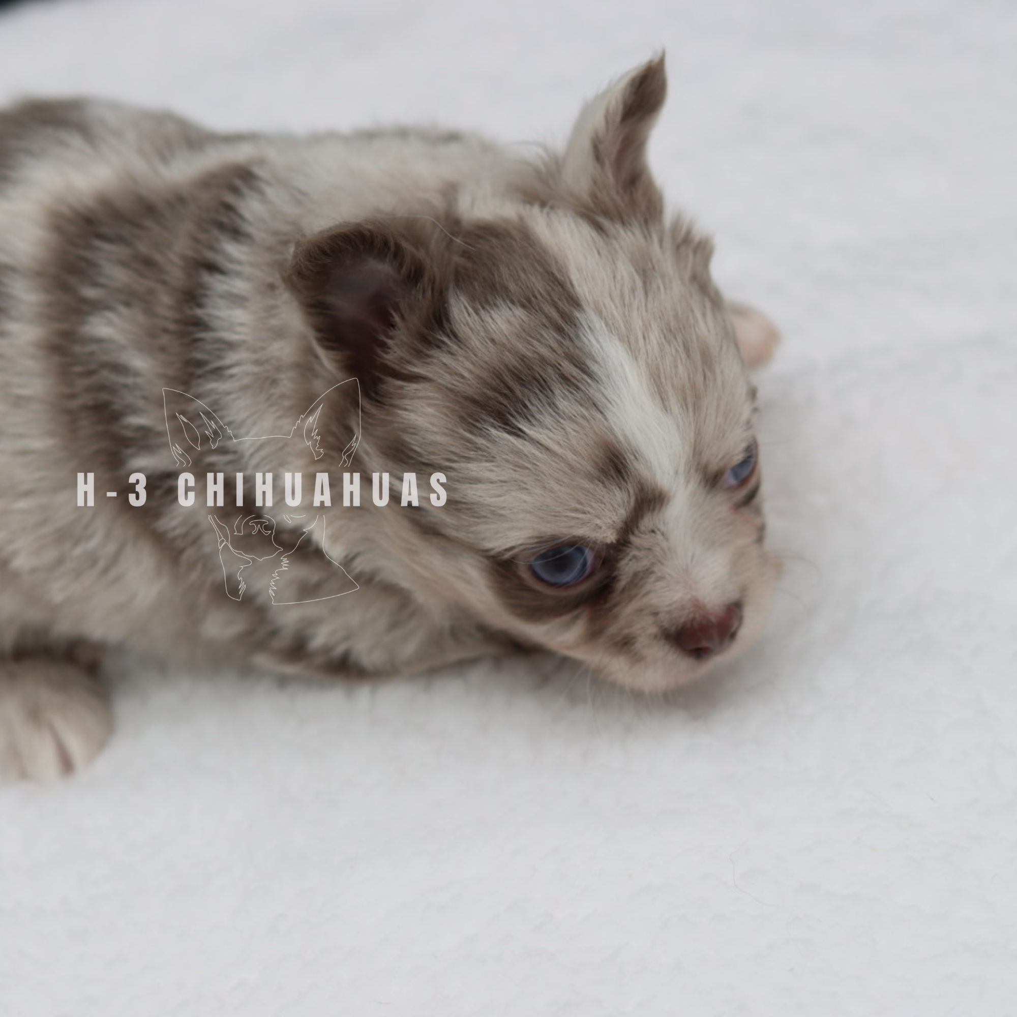 Watermarking - CULLIN - 5_25 (26).png