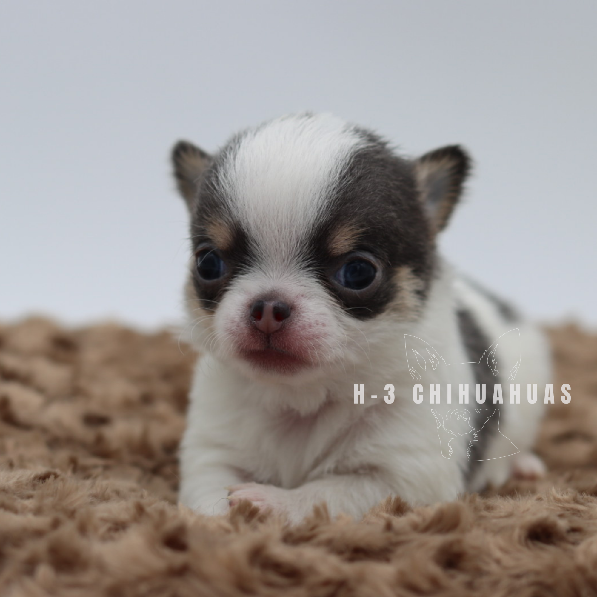 Watermarking - CULLIN - 5_25 (8).png