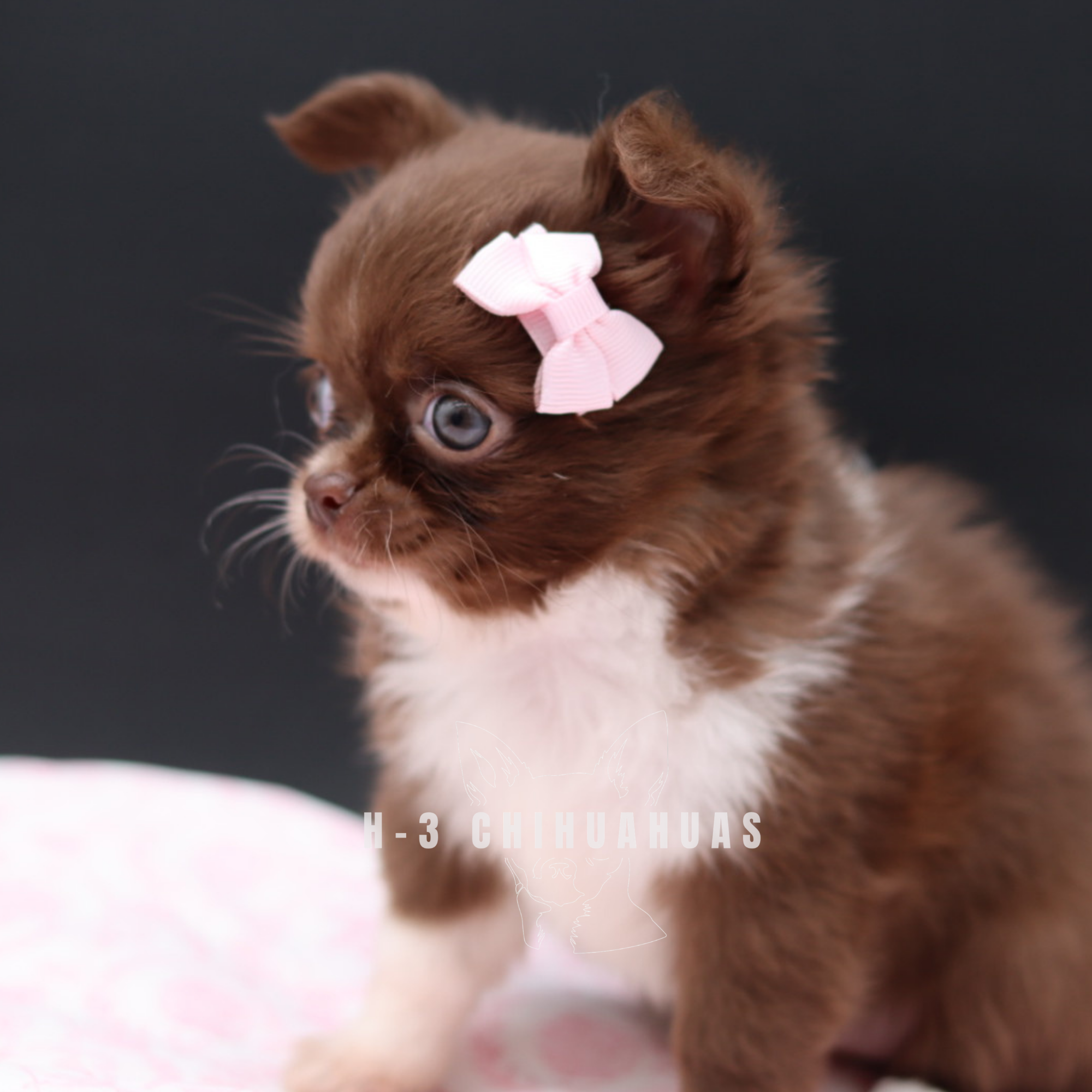 Watermarking - CULLIN - 5_25 (20).png