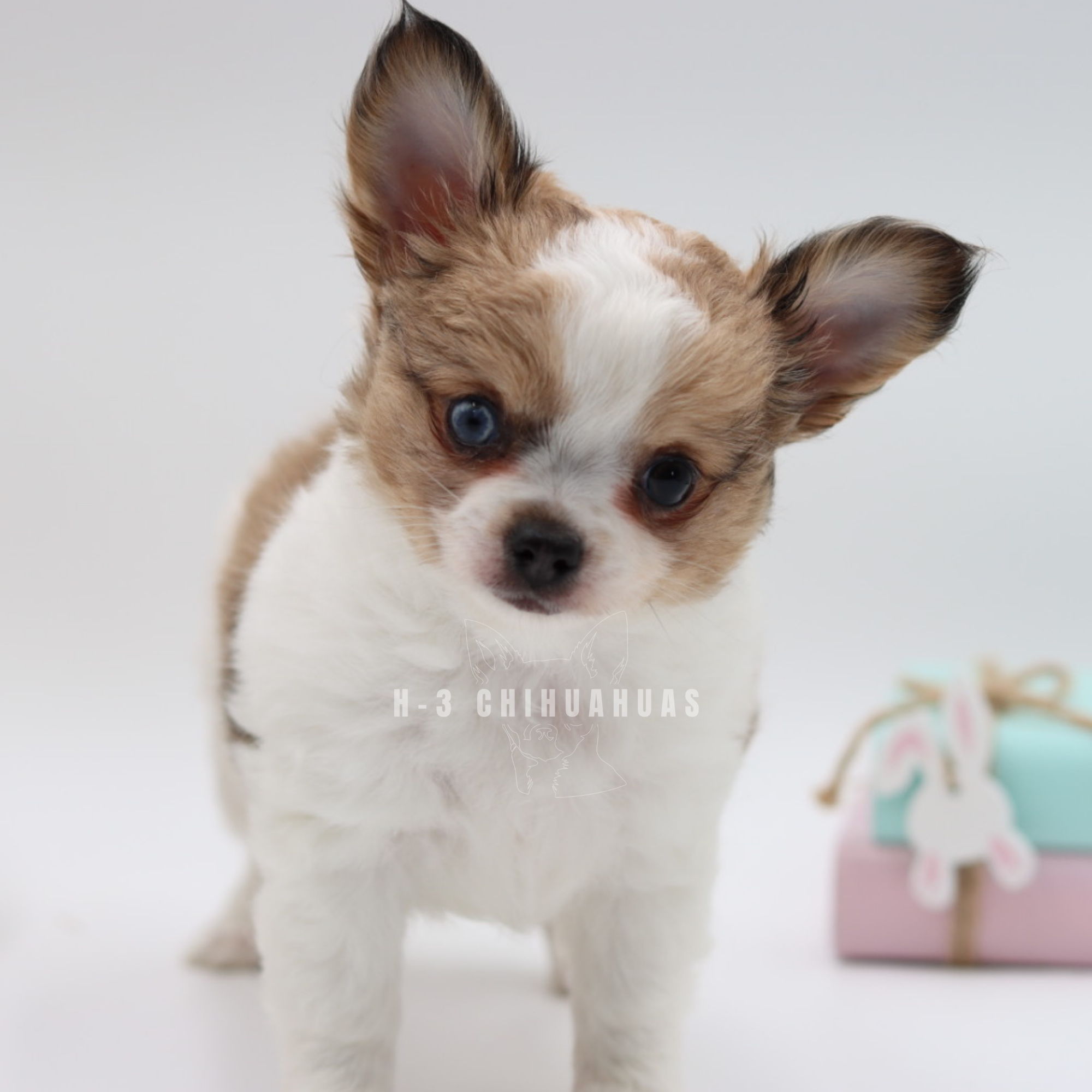 DUNCAN (RESERVED)
