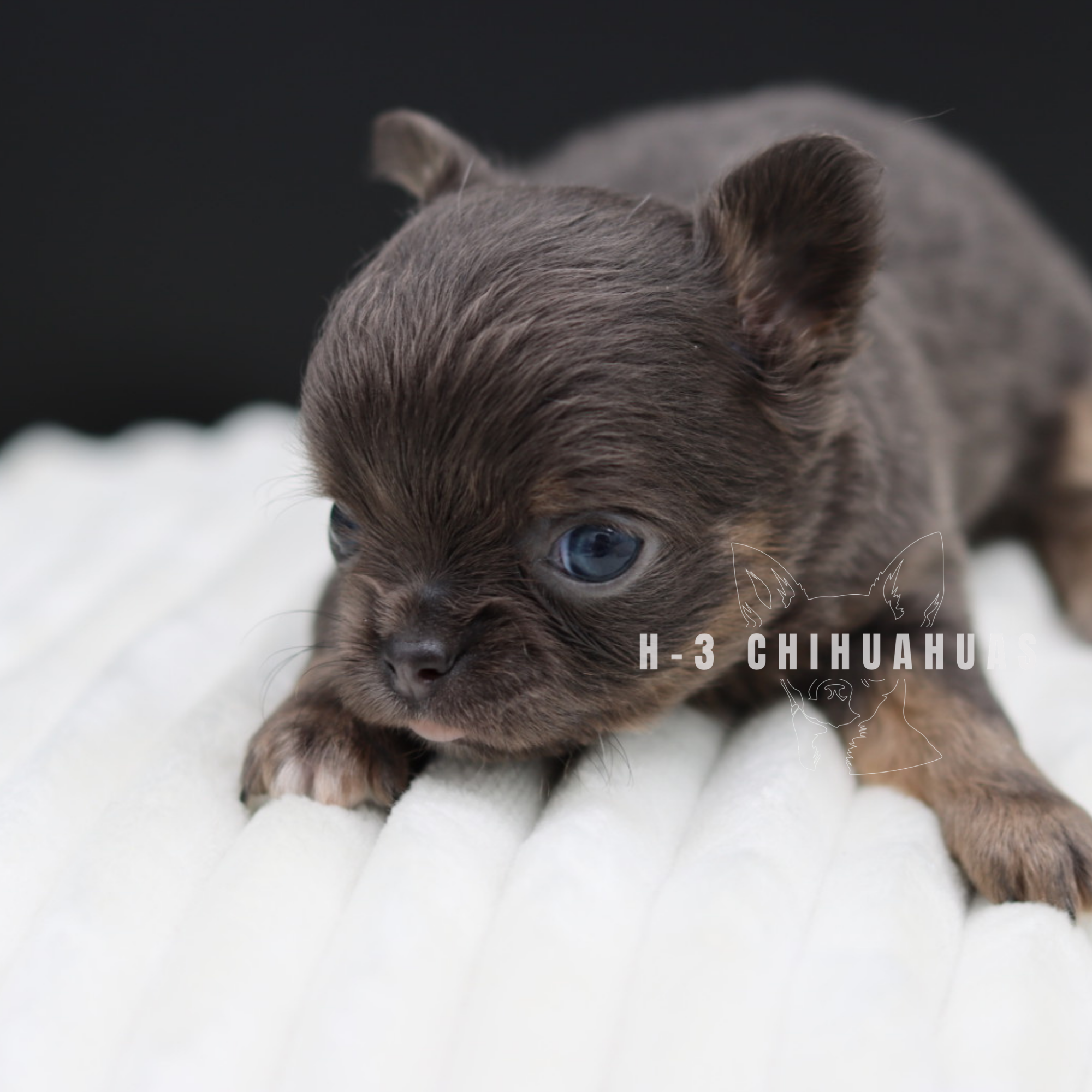 COLETTE (RESERVED )