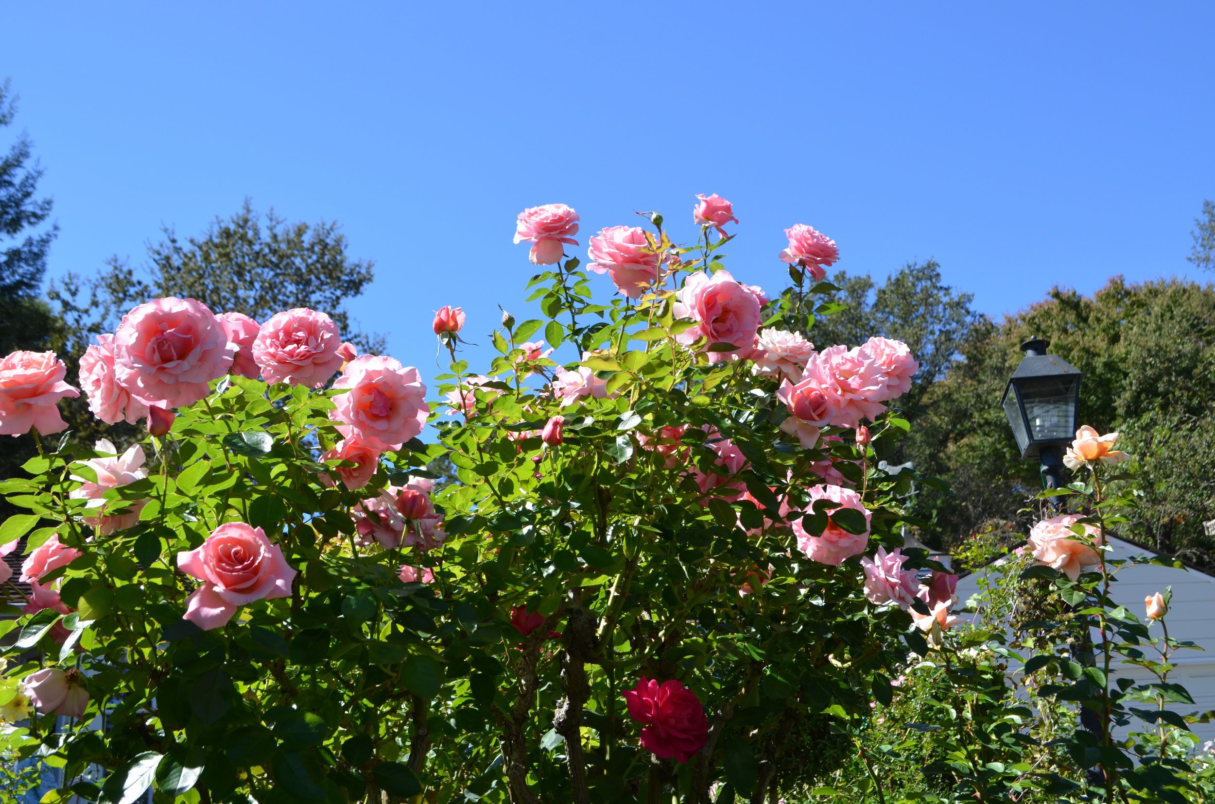 DSC_0233.jpg