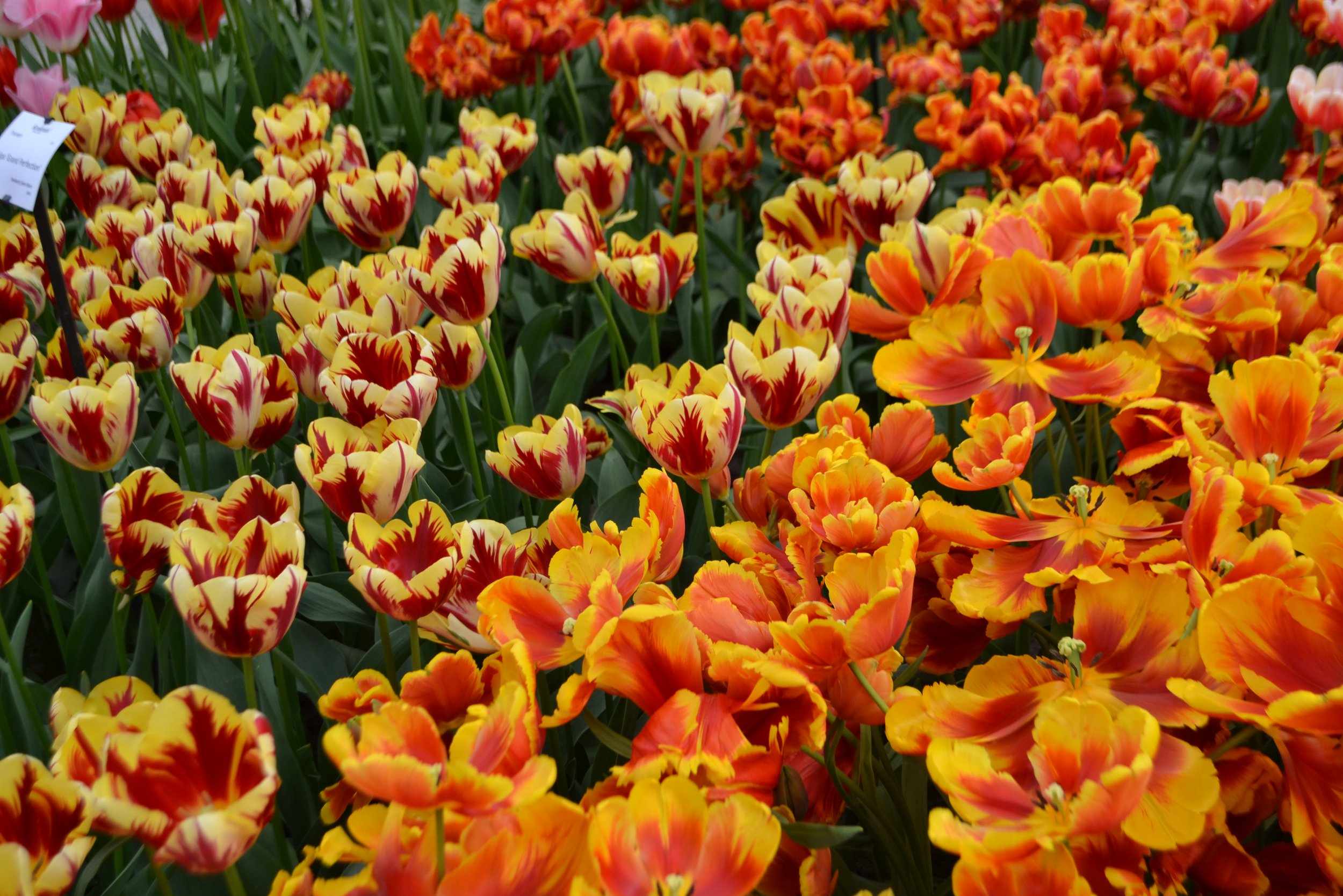 DSC_0136.jpeg