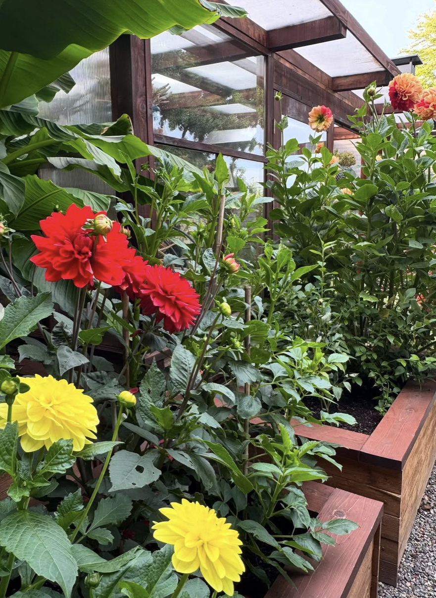 Camille Paulsen 6.png