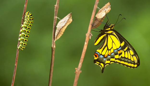 Be Careful What You Wish For