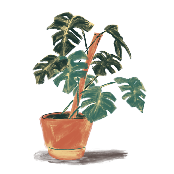 Illustration of a potted Monstera plant with large, split green leaves in a terracotta pot.
