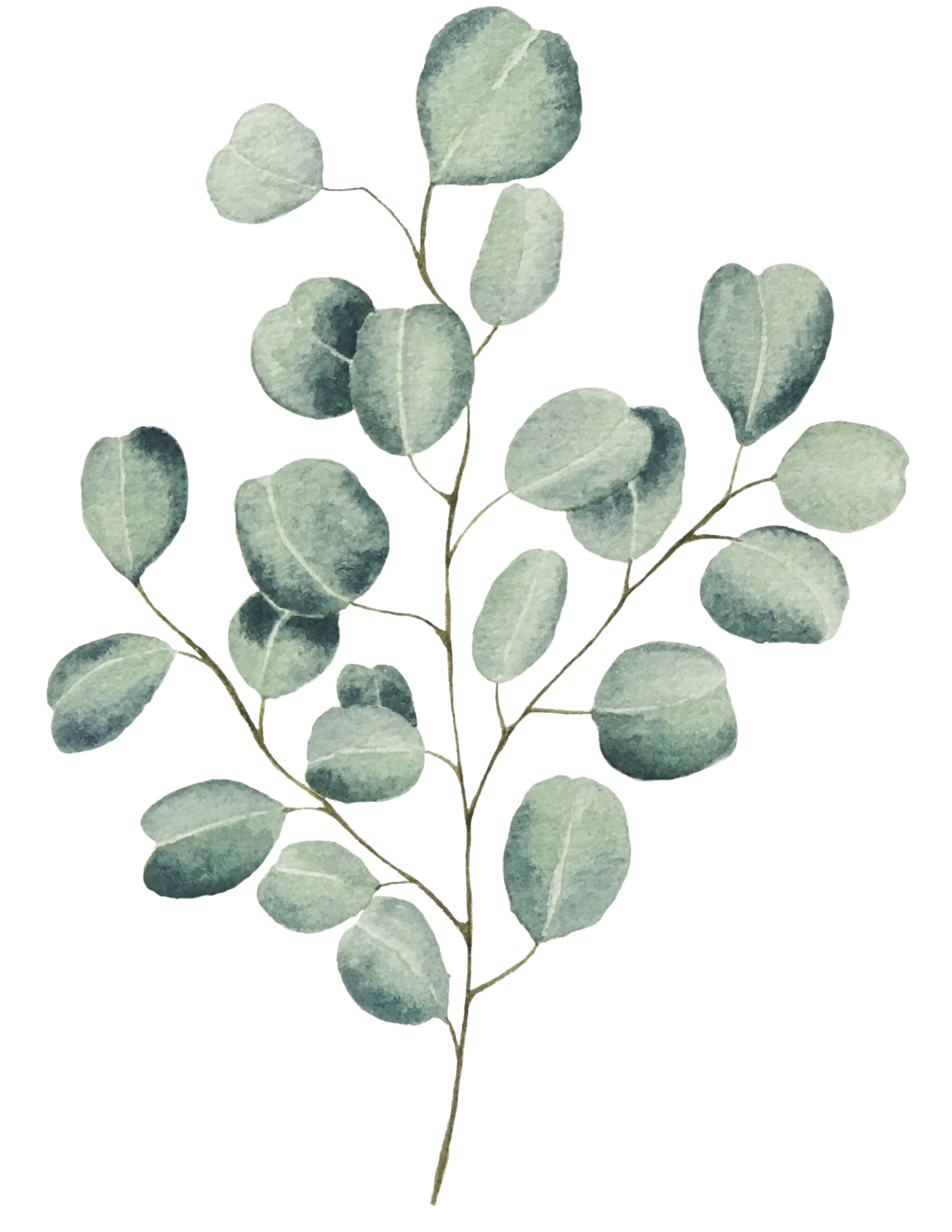 eucalyptus leaves