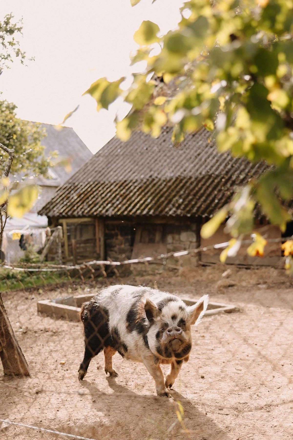 Small pig in a sunlit farmyard near a rustic barn, with leafy branches in the foreground.