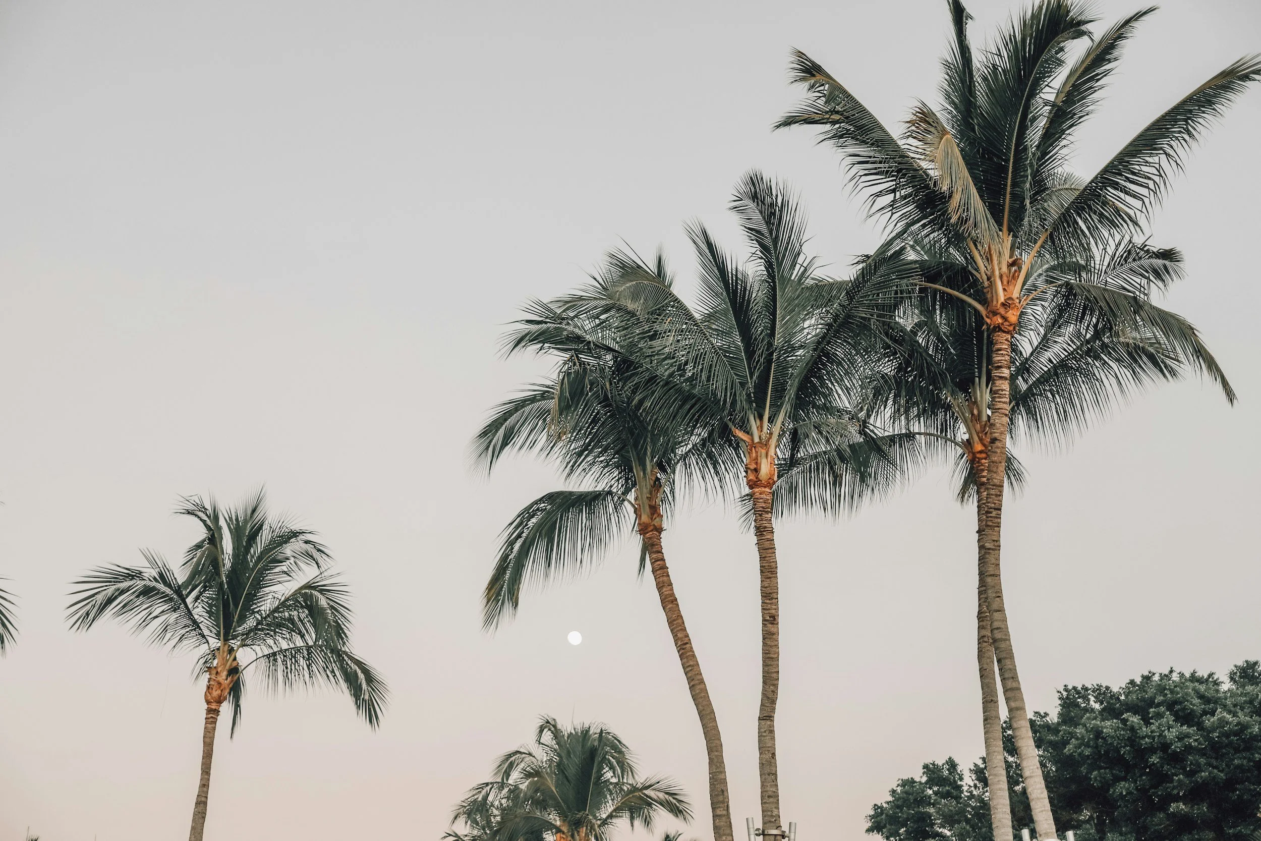Several tall palm trees with green fronds against a pale, cloudy sky, with the sun or moon visible near the horizon.