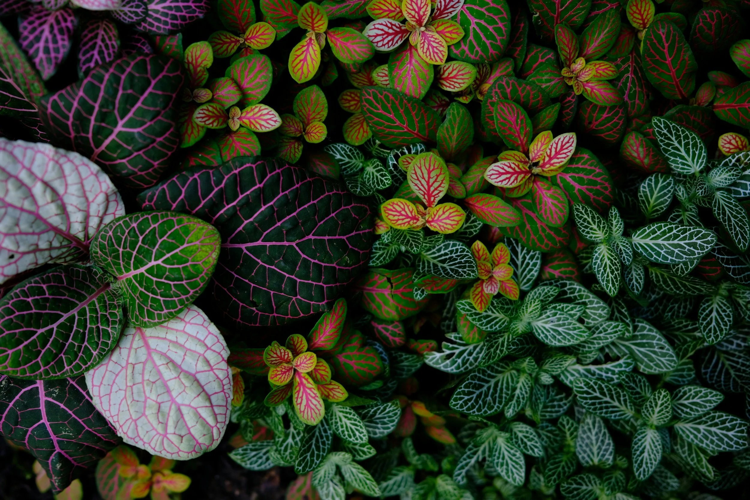 Close-up of mixed colorful foliage plants with intricate vein patterns in pink, white, red, and green on leaves.