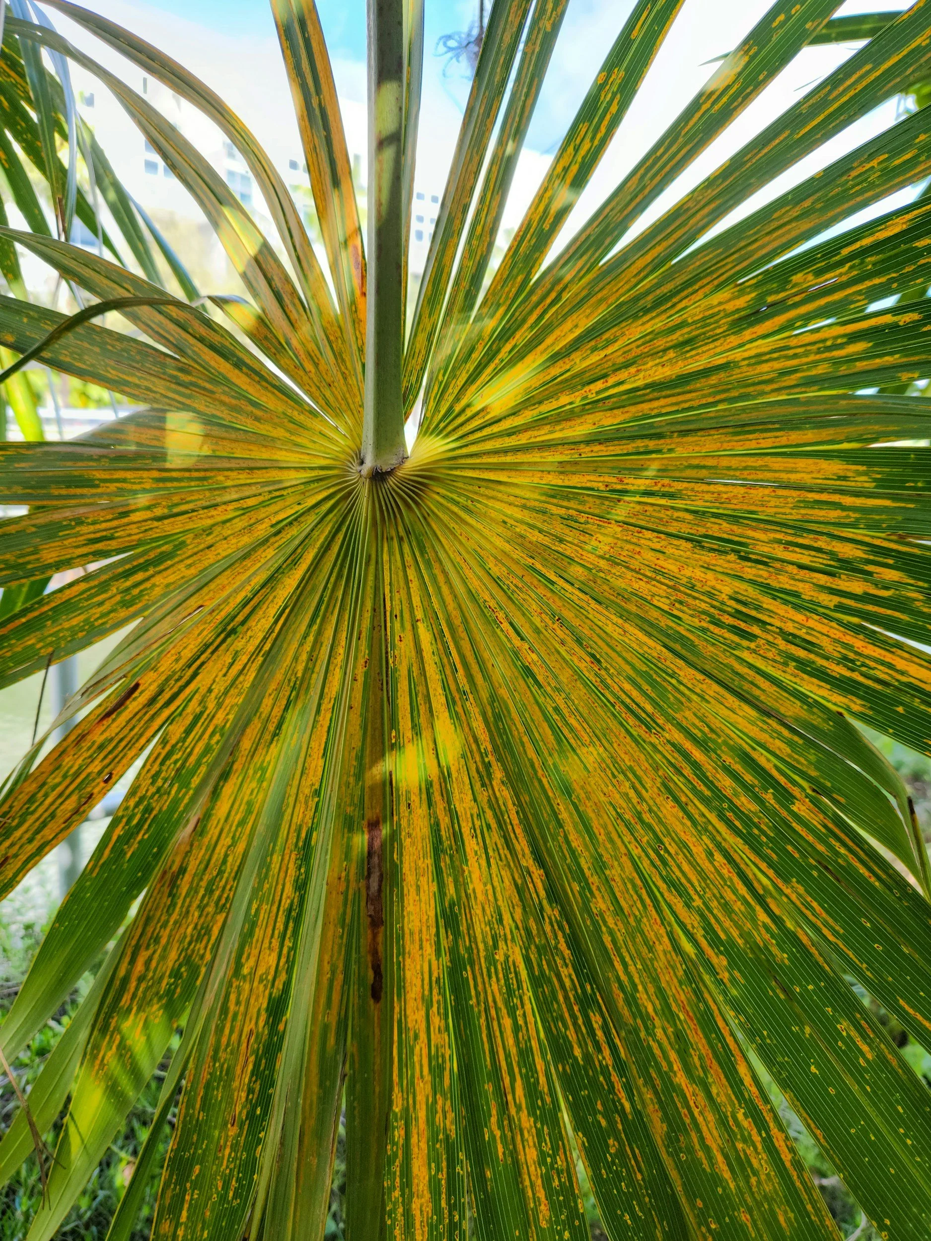 Close-up of a fan palm leaf with yellow and green variegation, viewed from underneath.