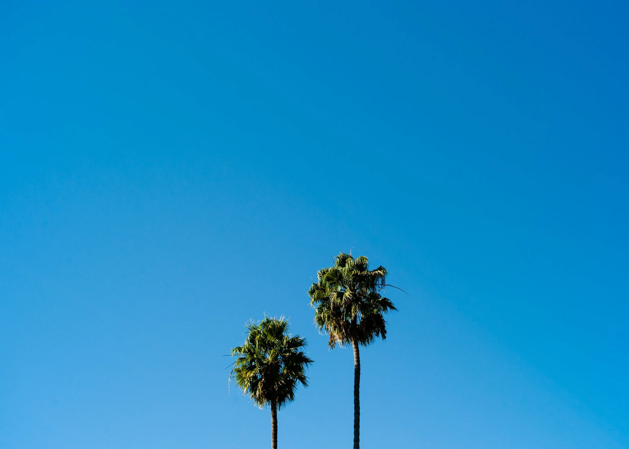 Two tall palm trees against a clear blue sky with no clouds.