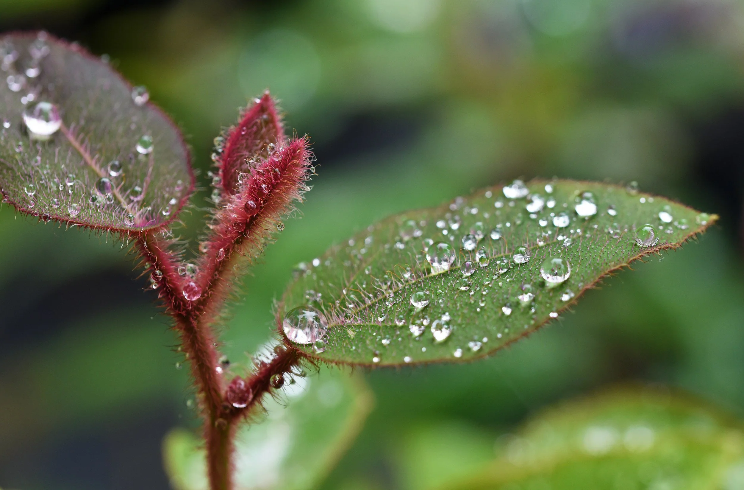 Close-up of a plant with fuzzy red stems and green leaves covered in water droplets.