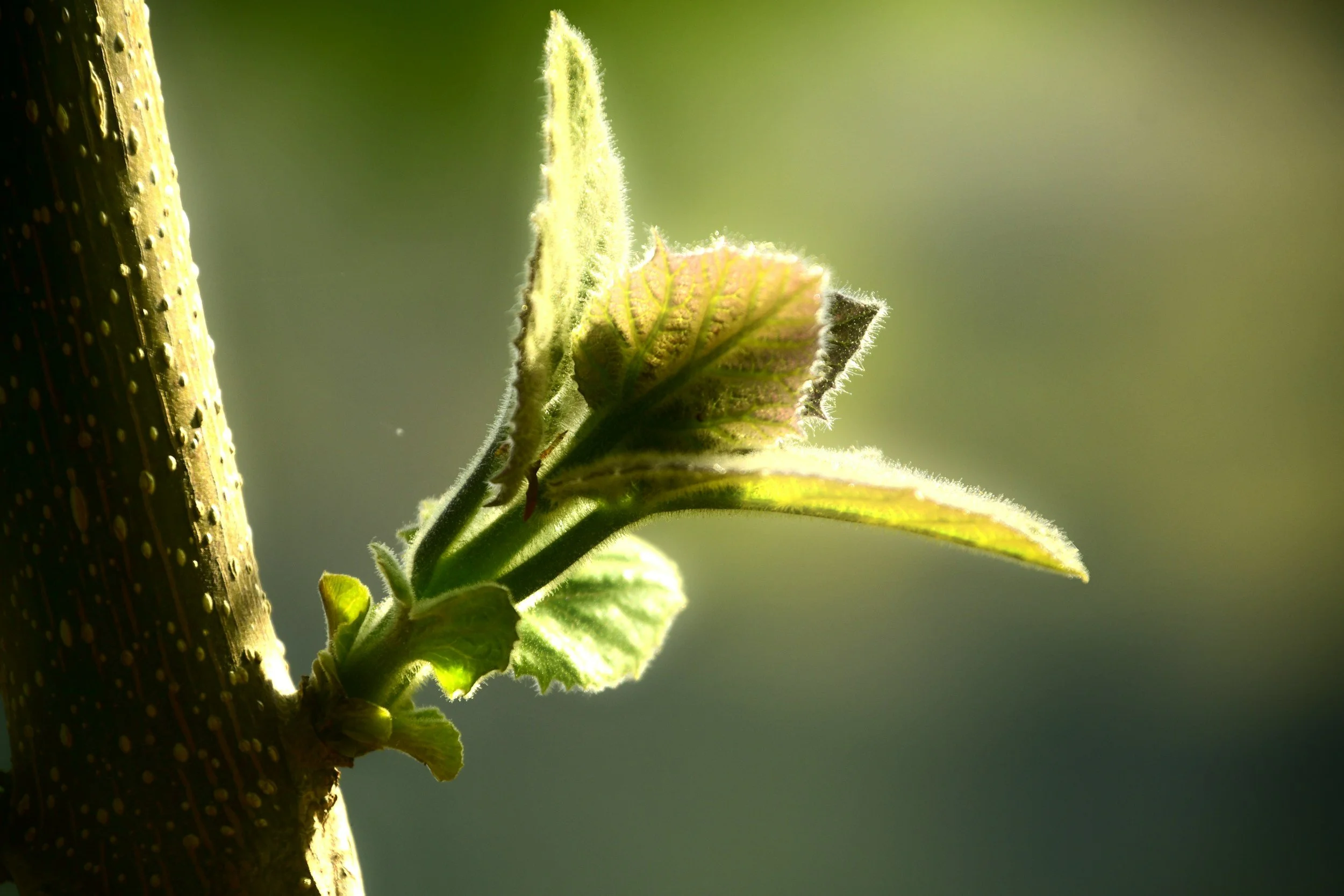 Close-up of a new green leaf sprouting from a tree branch, with a soft focus background.