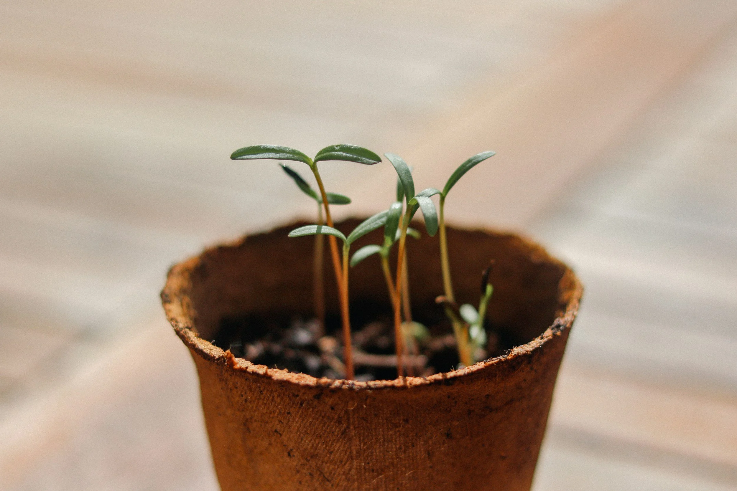 Small green seedlings sprouting in a cracked brown biodegradable planter.