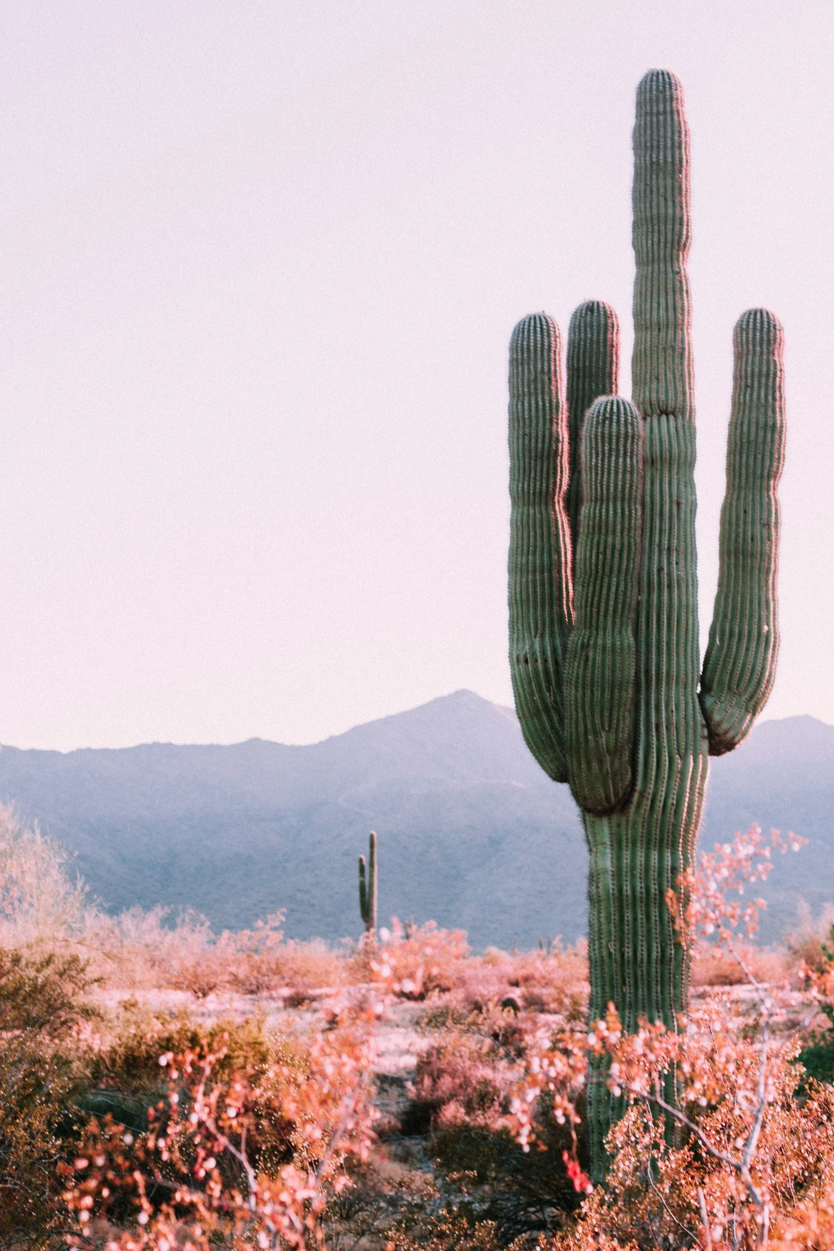 A saguaro cactus stands among flowering bushes in a desert landscape with mountains in the background during sunset or sunrise.