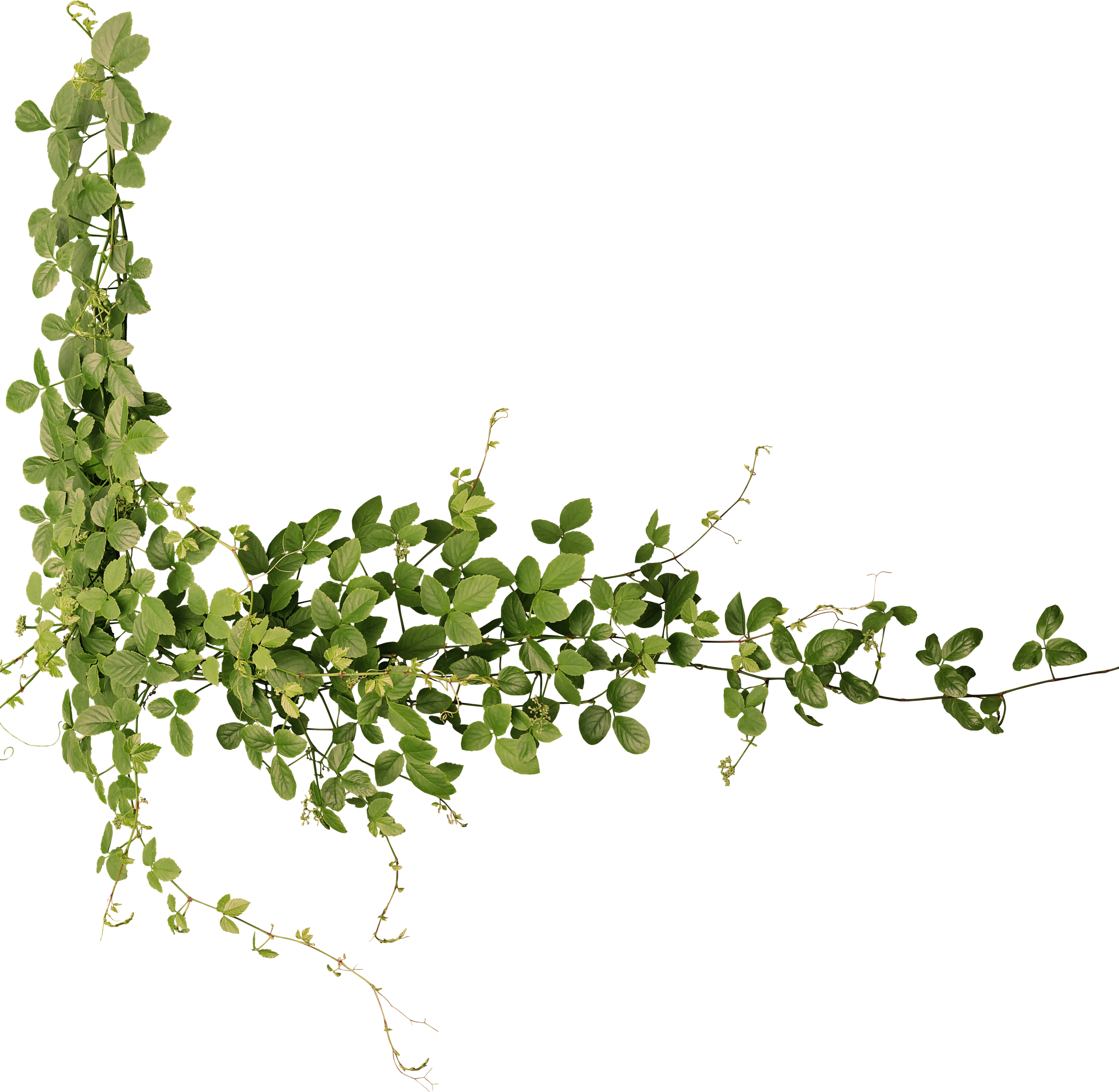 A sprig of fresh mint leaves with a green background.