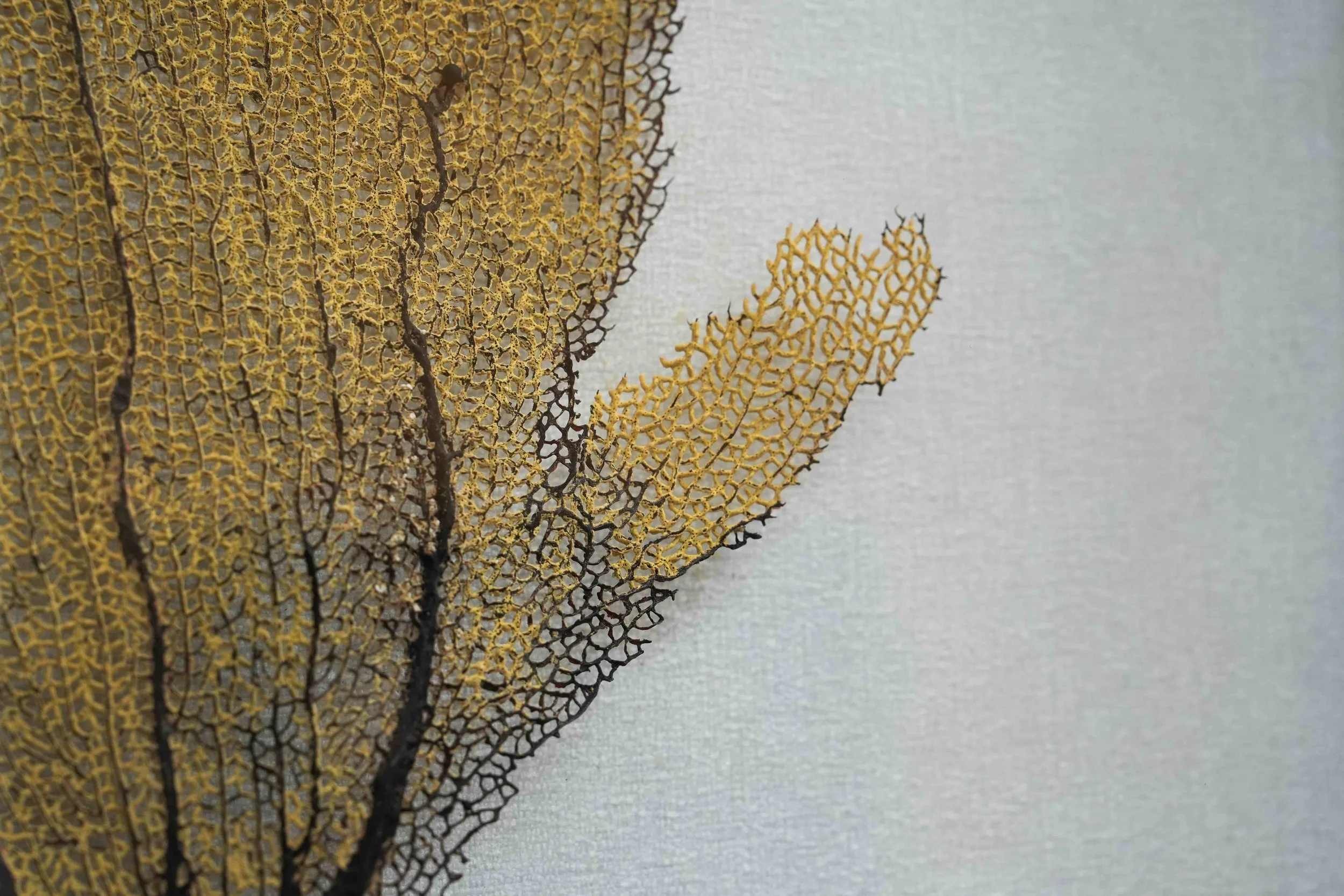 Close-up of a yellow and black skeletal coral showing intricate lattice.