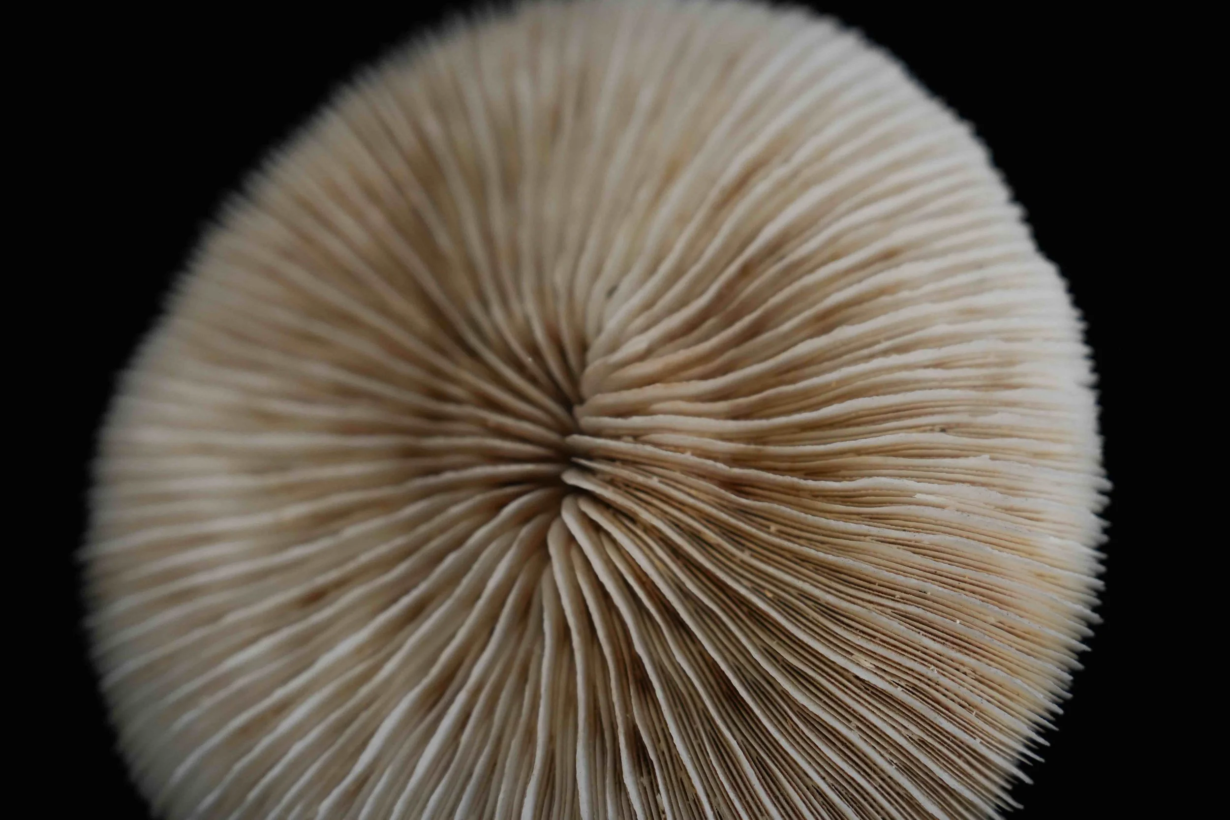 Close-up of the underside of a mushroom with beige gills radiating from the stem against a black background.