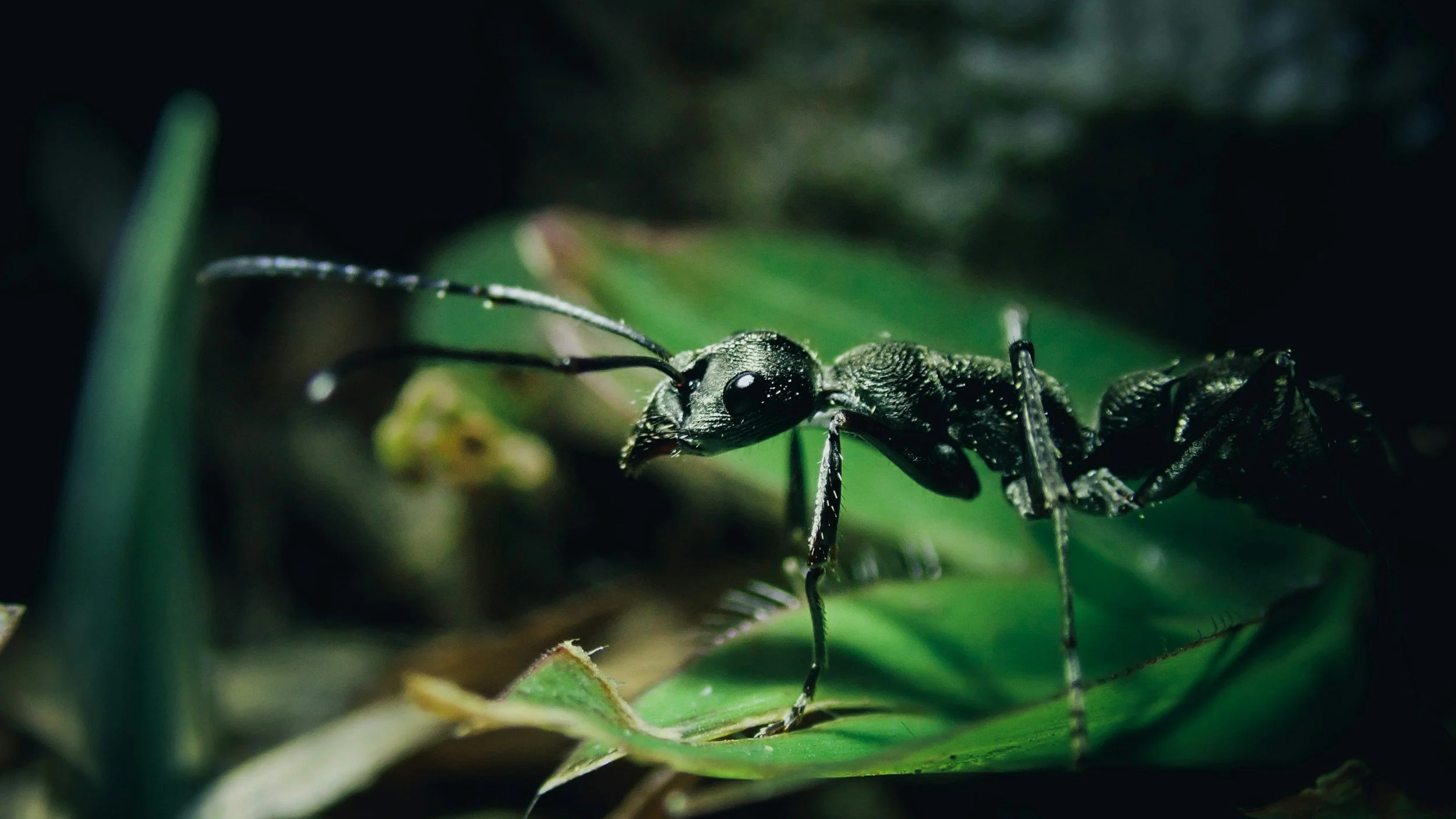 Be The Ant