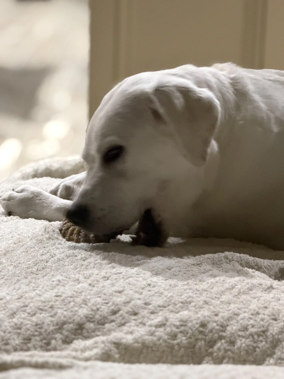 White dog relaxing on a soft rug.