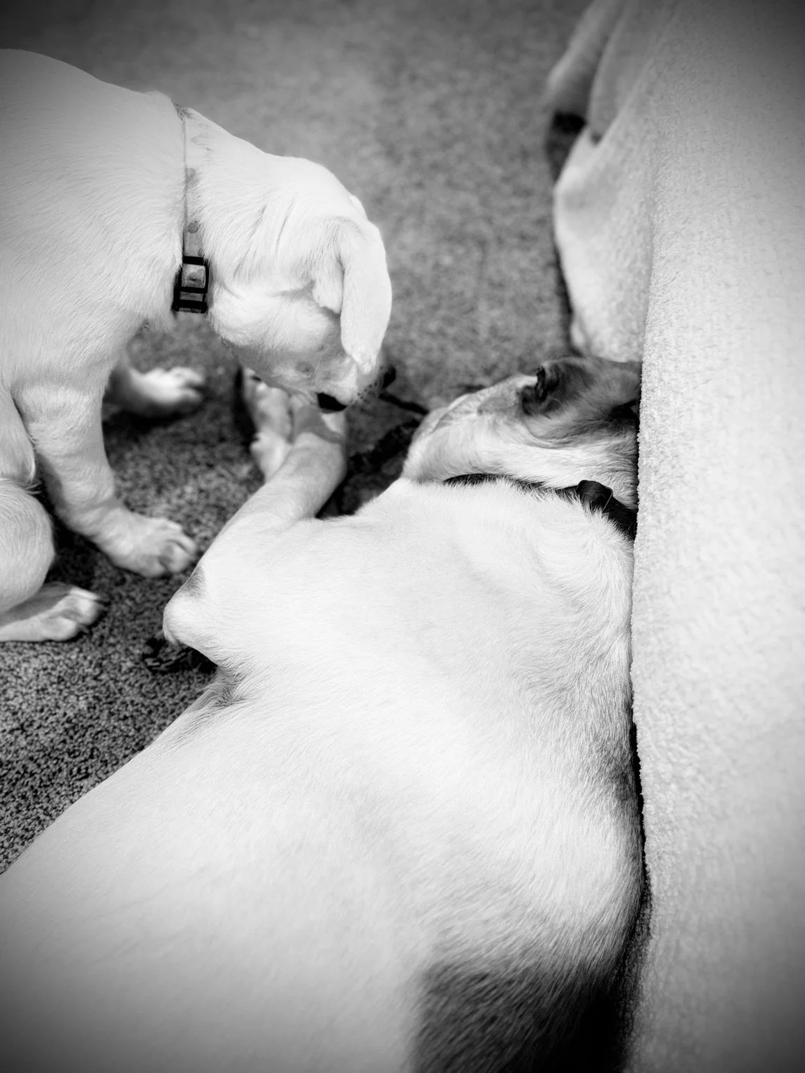 Black-and-white photo of a reclining dog enjoying a belly rub.