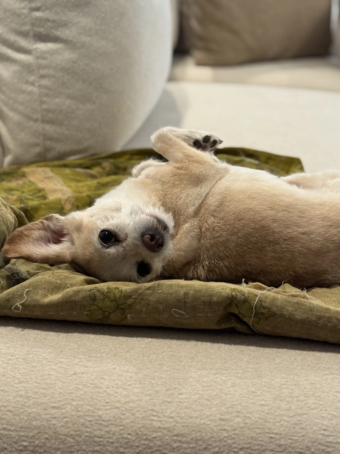 Small cream-colored dog resting its head on a blanket.