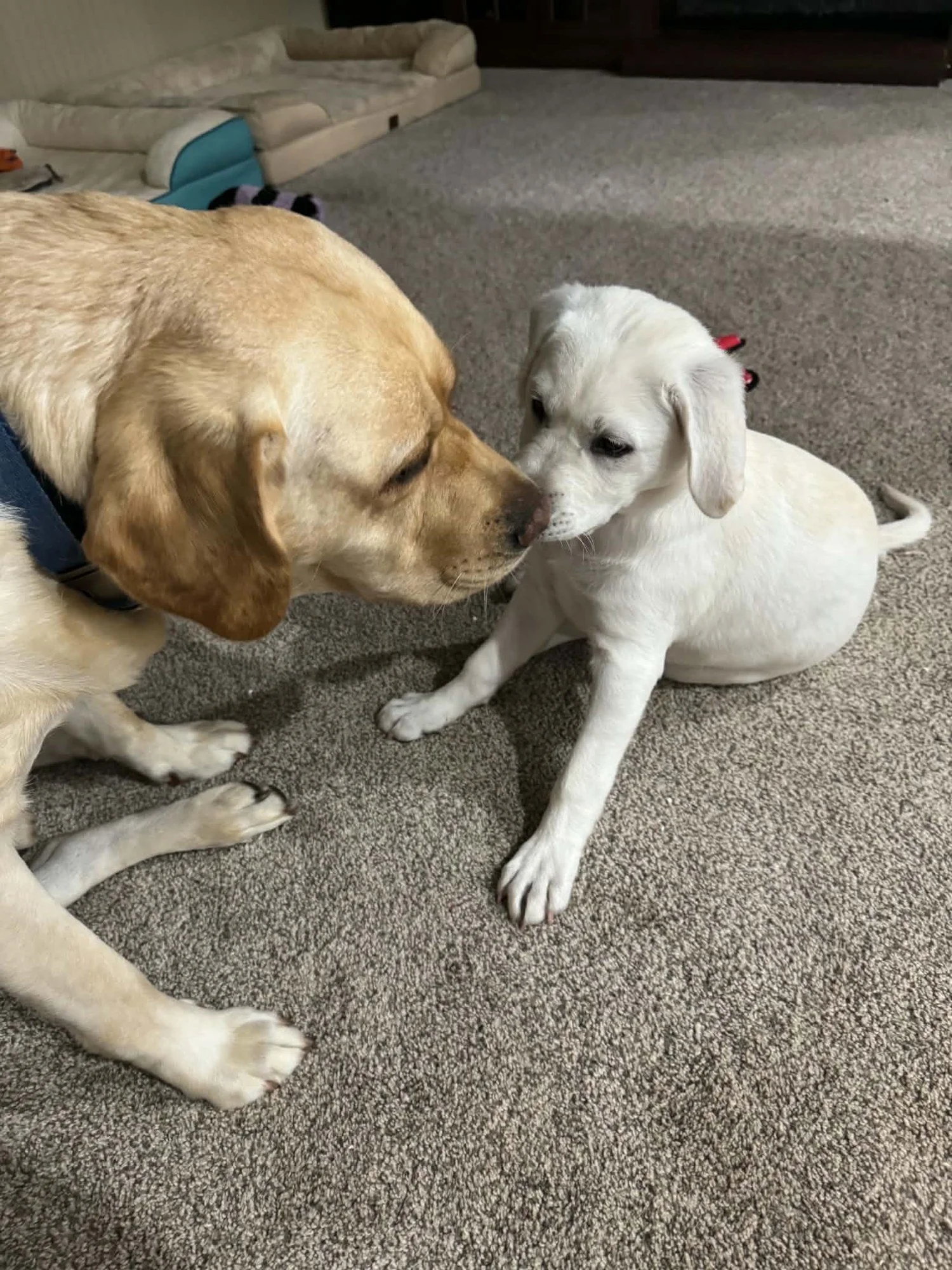 Two dogs resting close together on the floor.