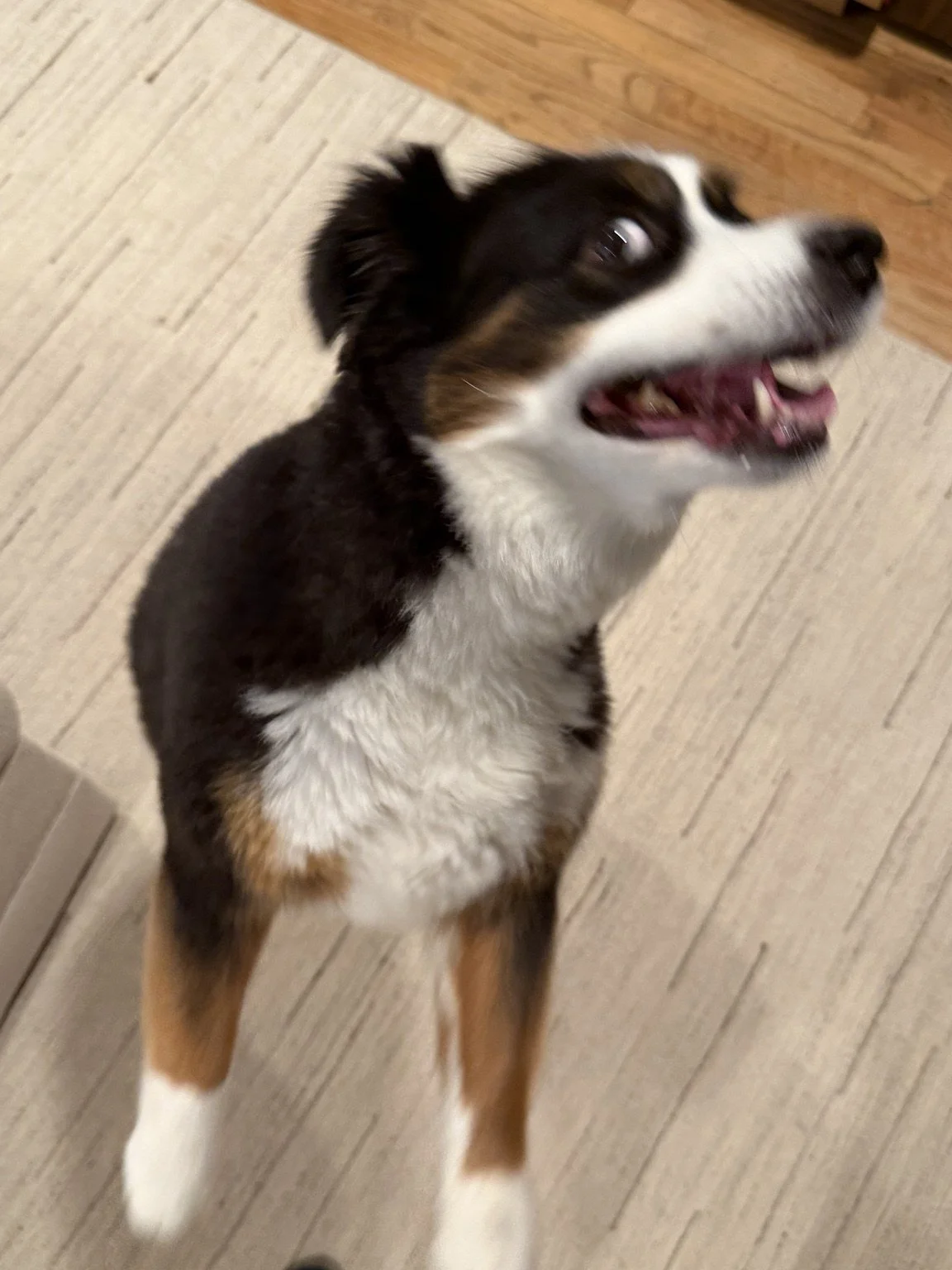 Black-and-white dog looking up with a happy expression.