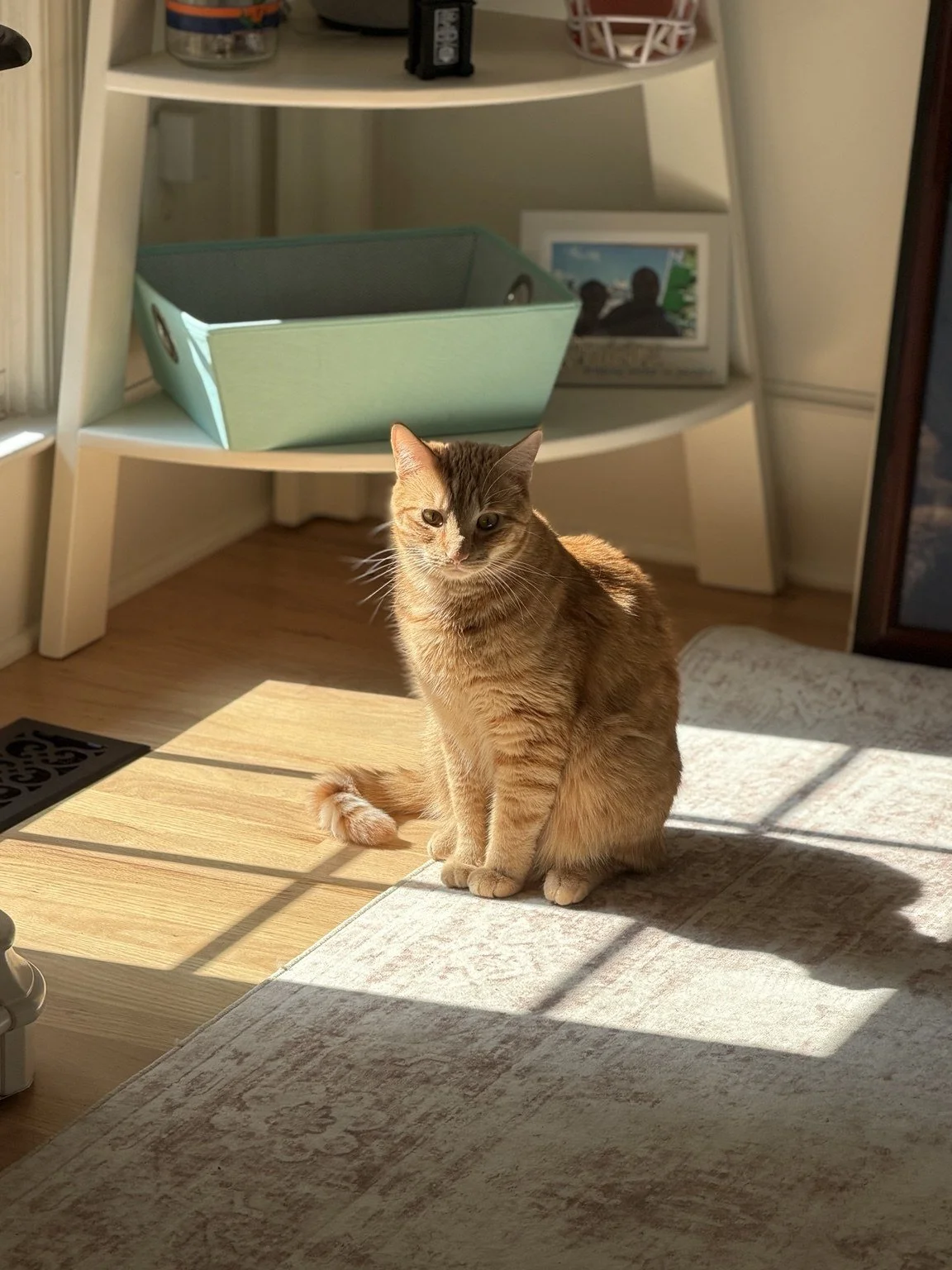 Orange tabby cat sitting in a sunny patch on the floor.