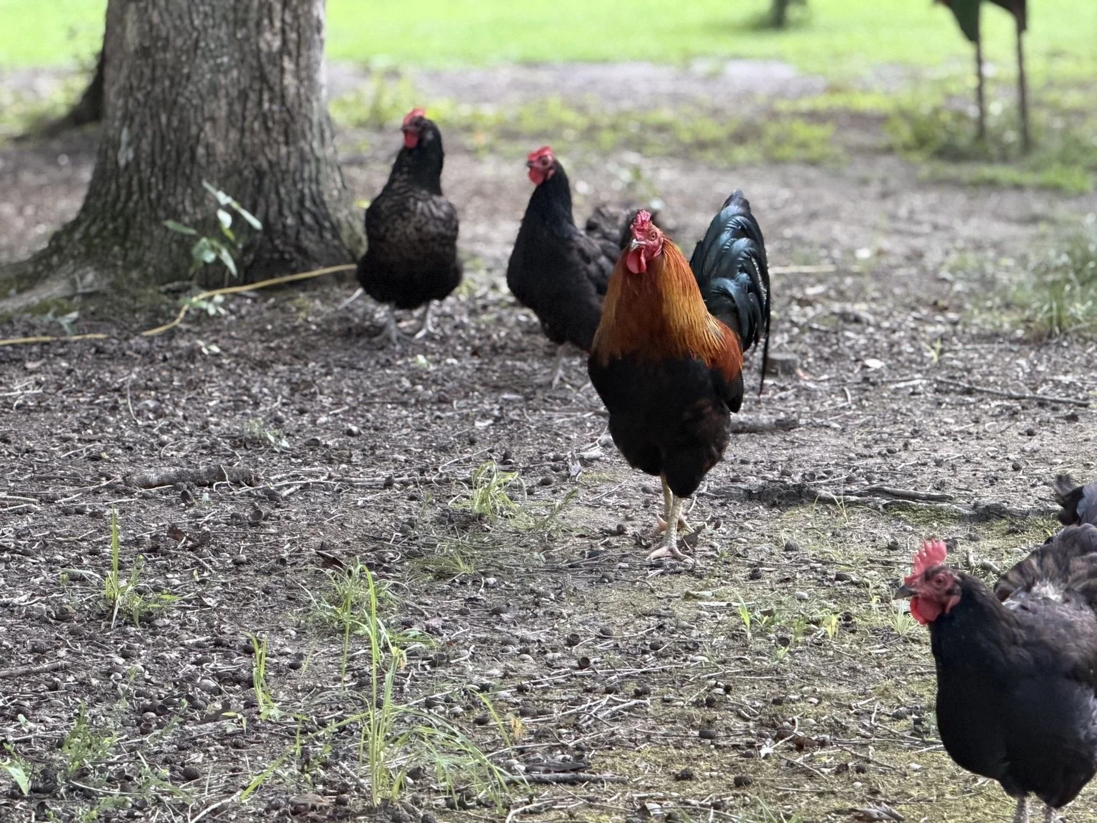 An orange-and-black rooster with hens foraging beside a tree.