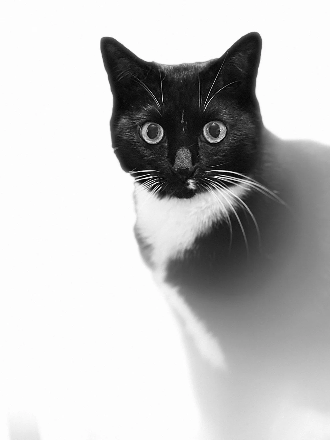 Black-and-white cat looking toward the camera.