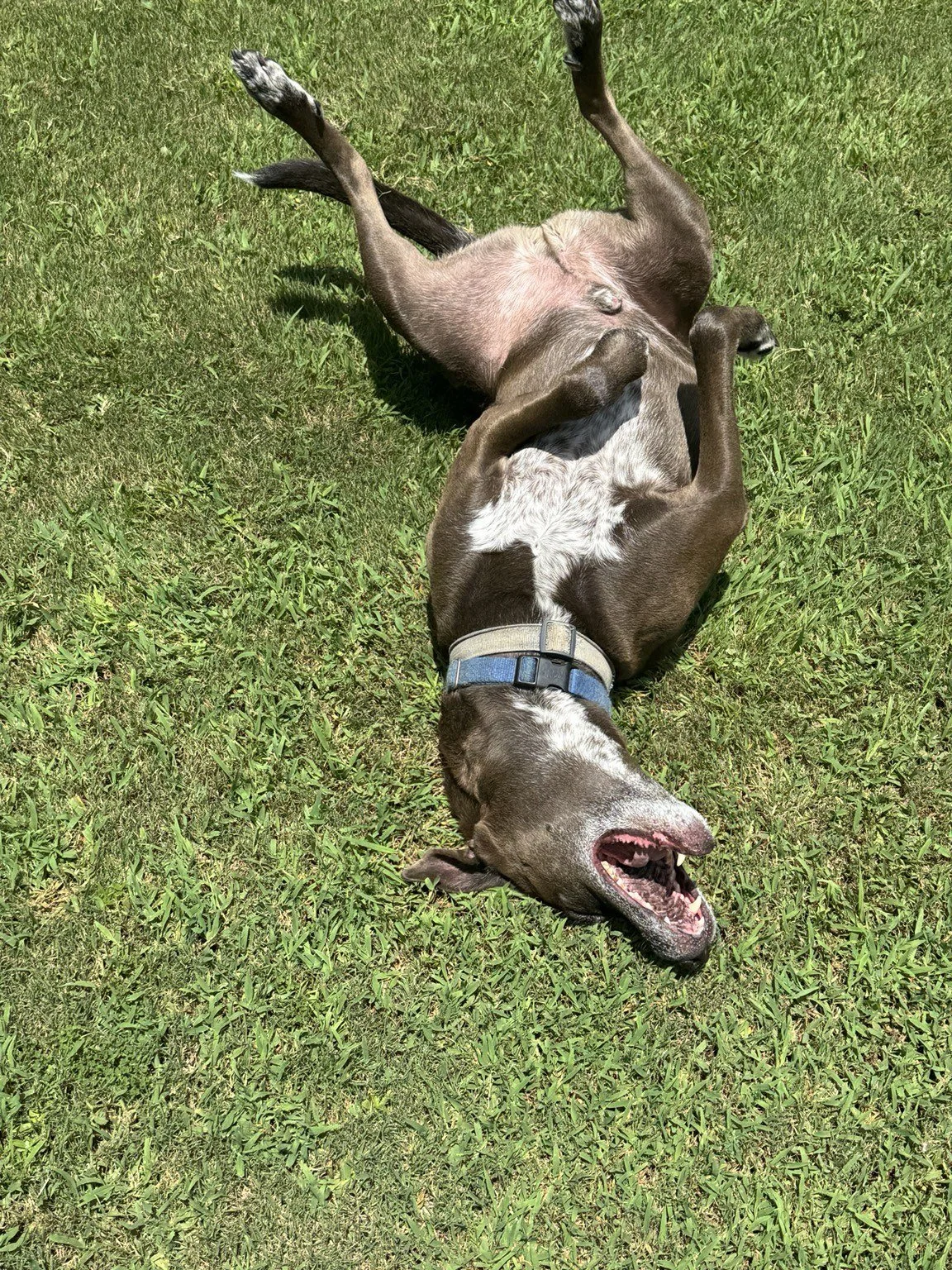 Dog rolling on its back in green grass.