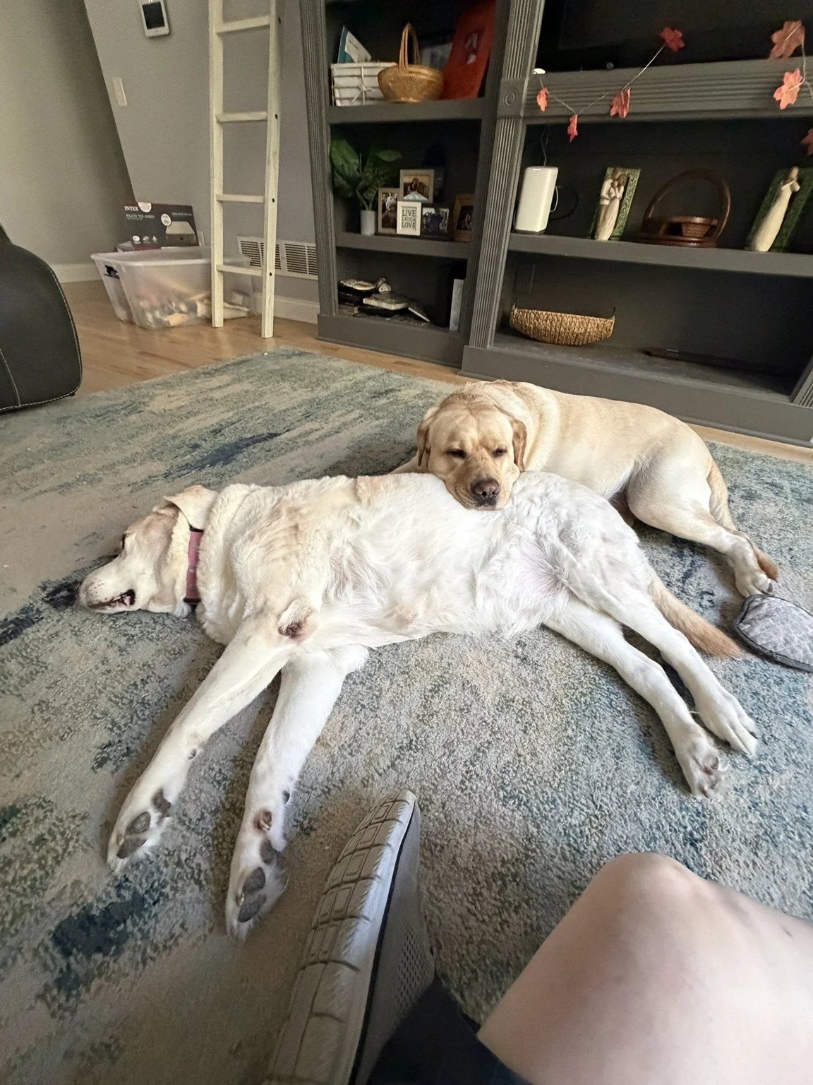 Two dogs resting together on a living room rug.