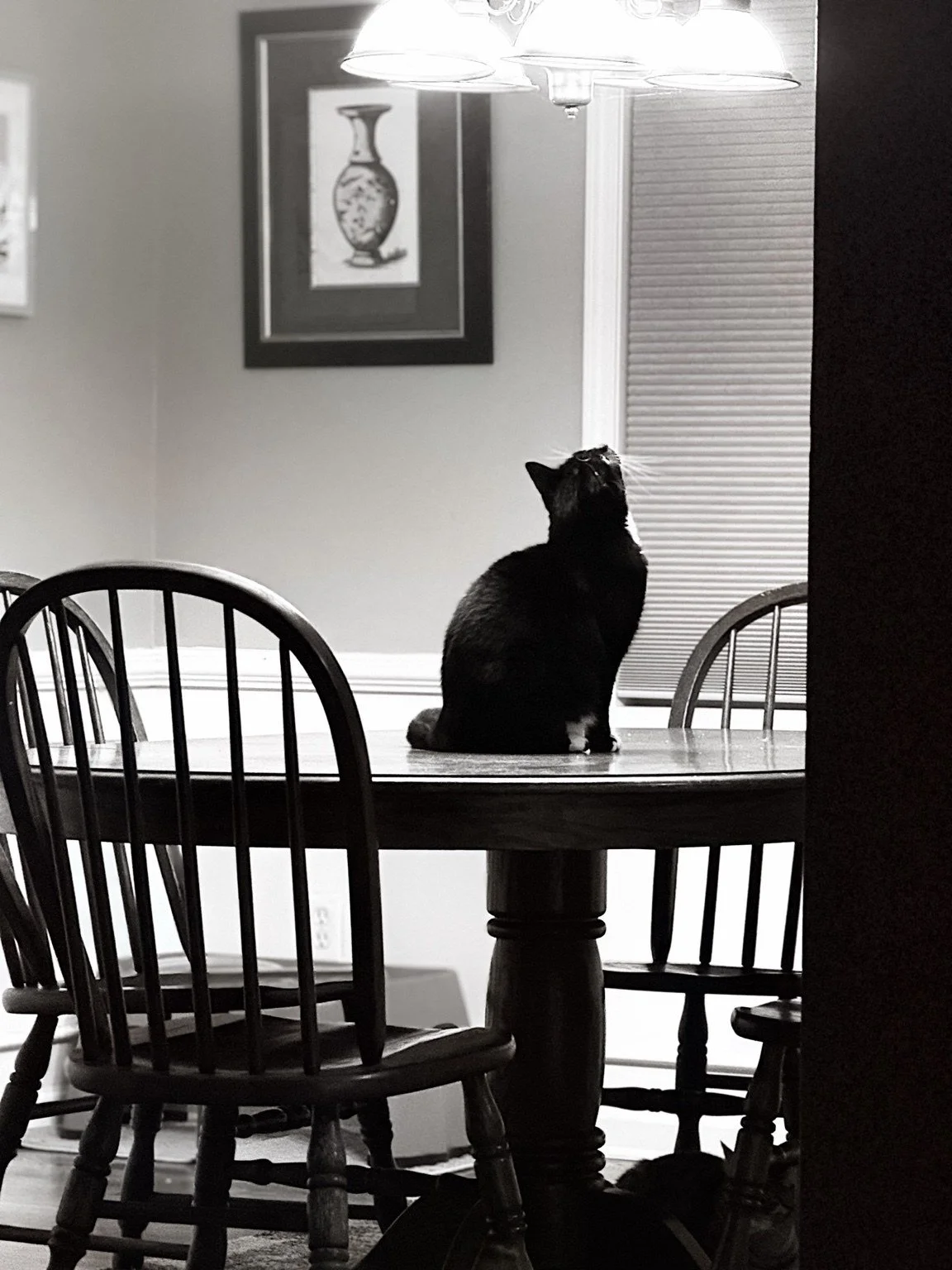 Black cat sitting on a dining table beside a lamp.