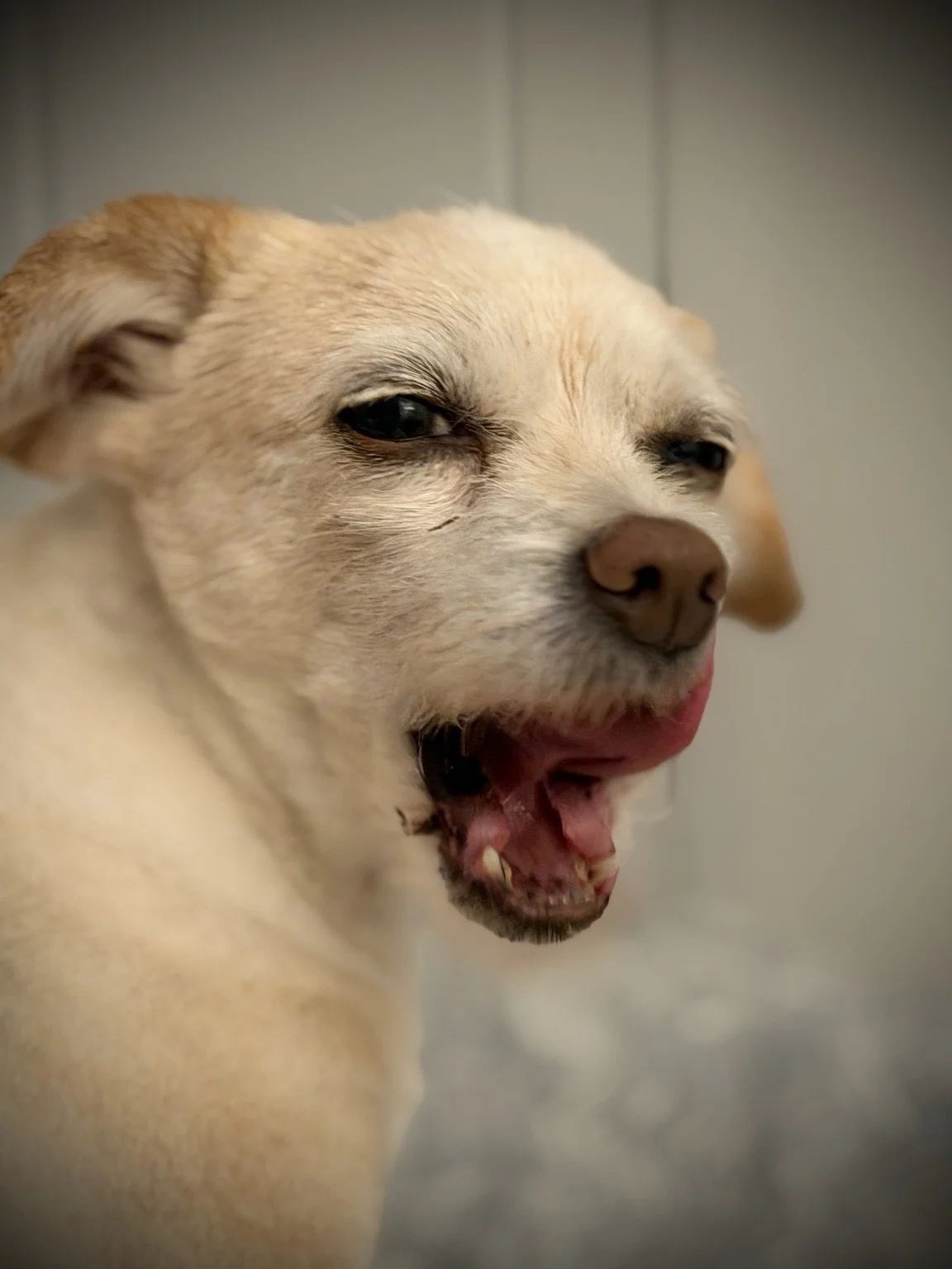 Cream-colored dog with its mouth open.