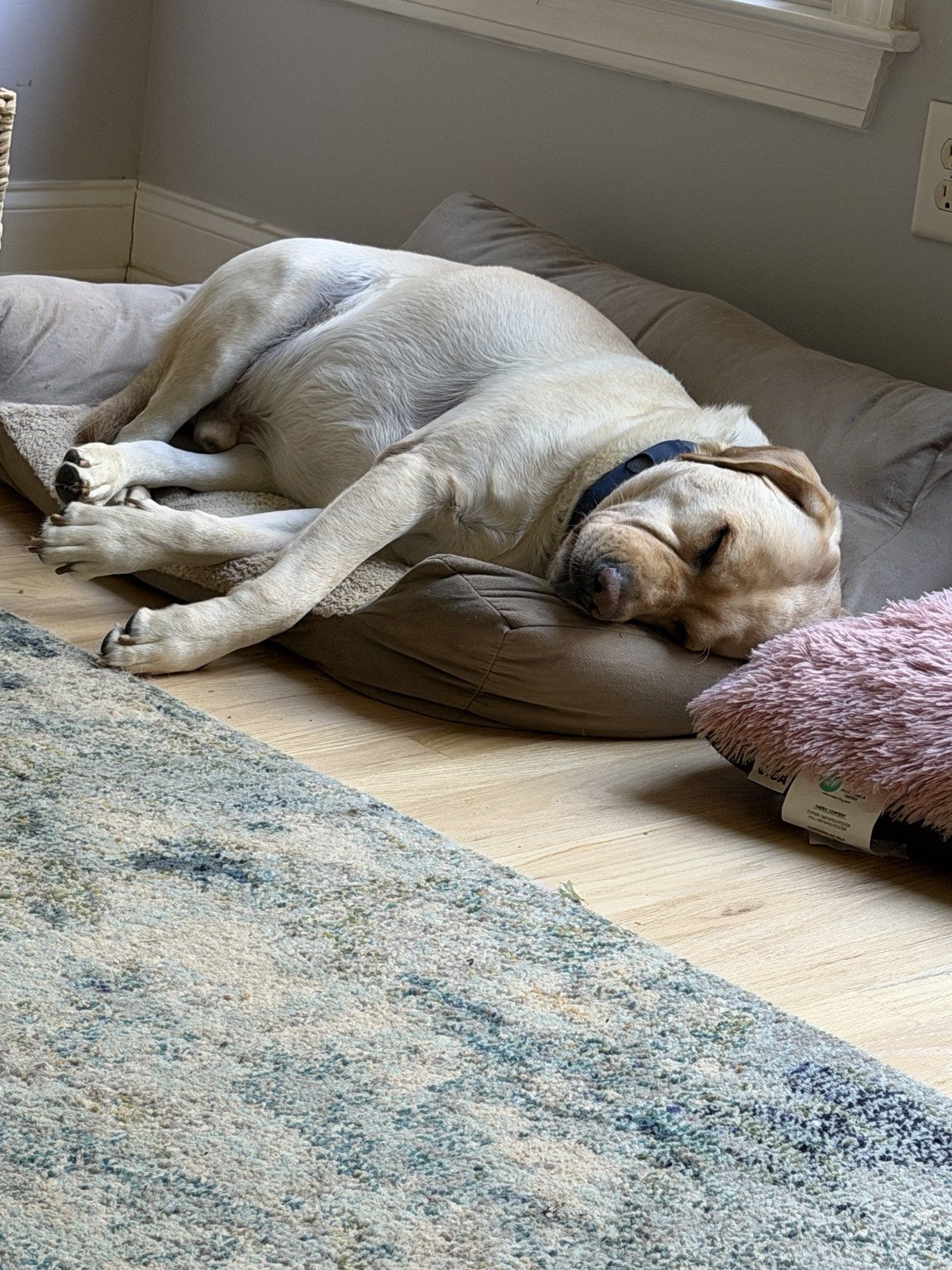 Dog curled up asleep beside a cushion.